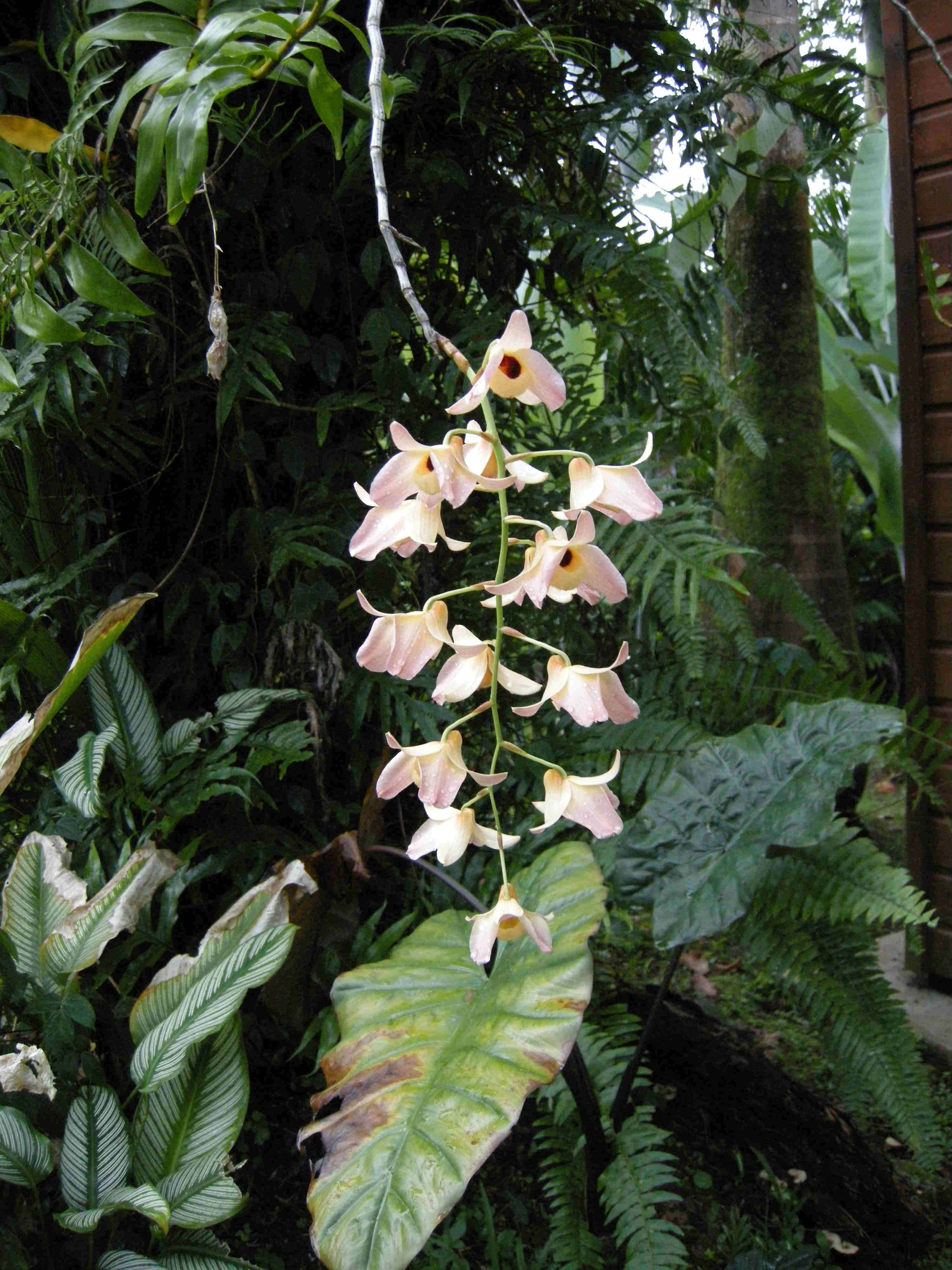 Afficher le média dendrobium_moschatum2md dendrobium_moschatum2md