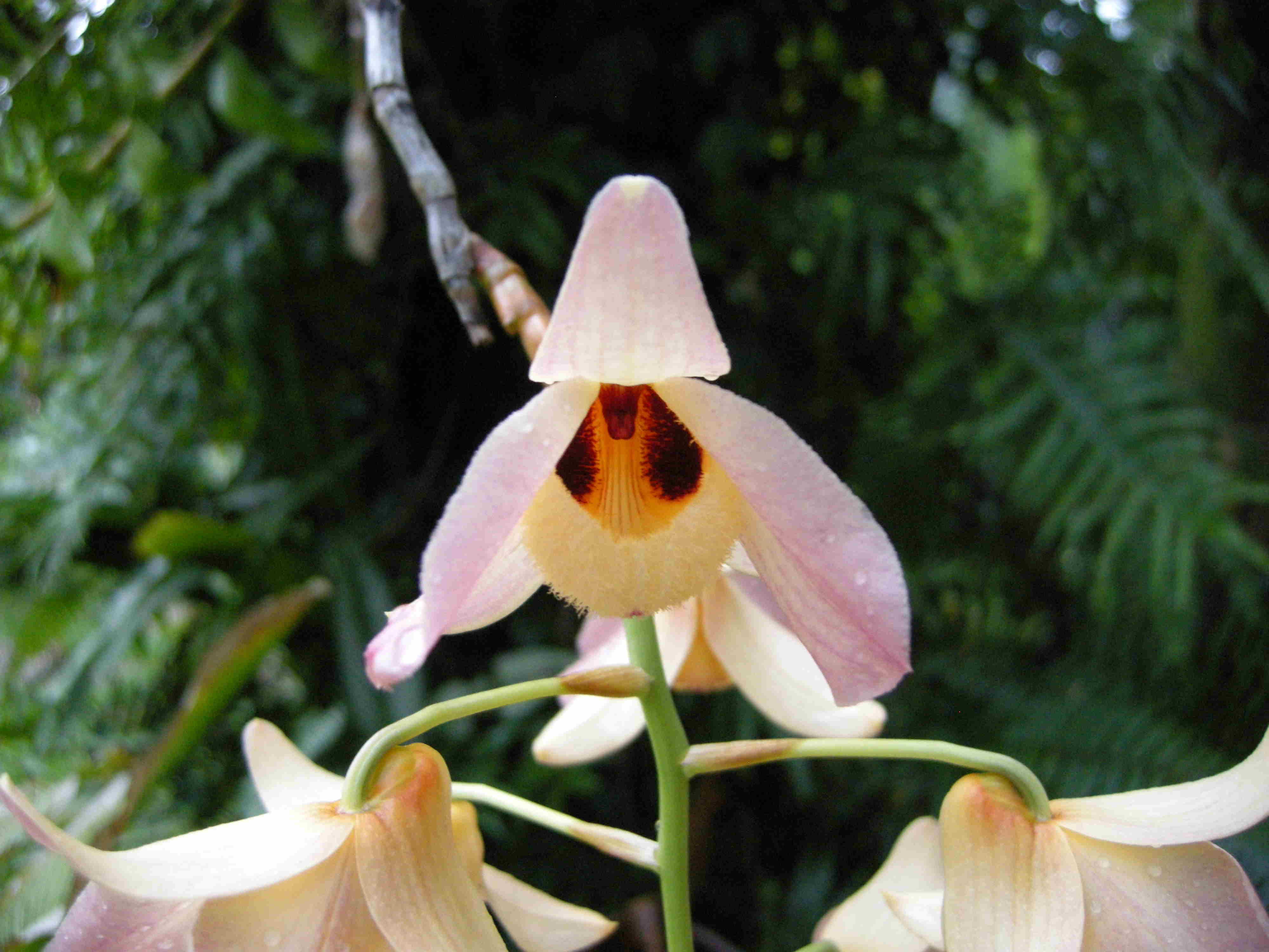 Sysbio Base de données de systématique Dendrobium moschatum Dendrobium