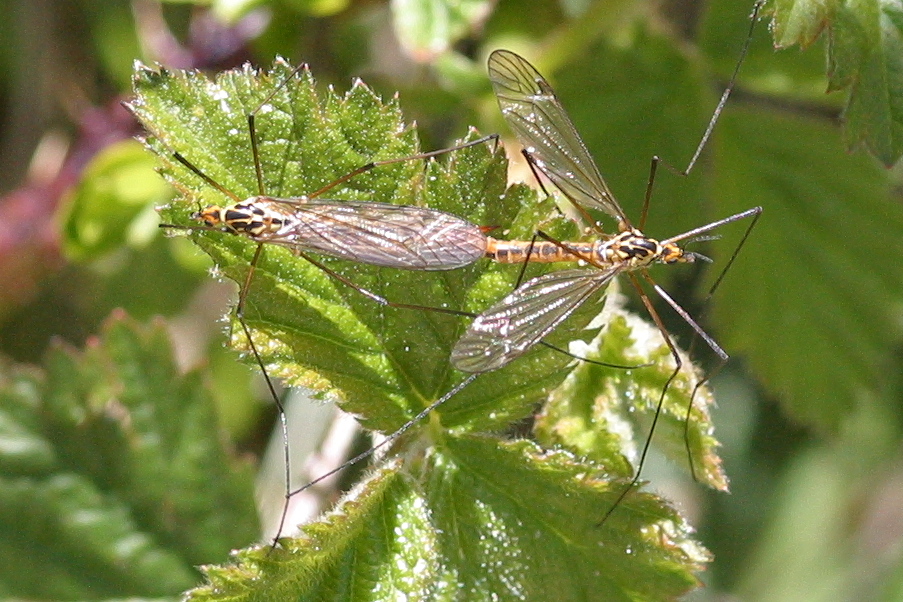 nephrotoma_submaculosa1bd