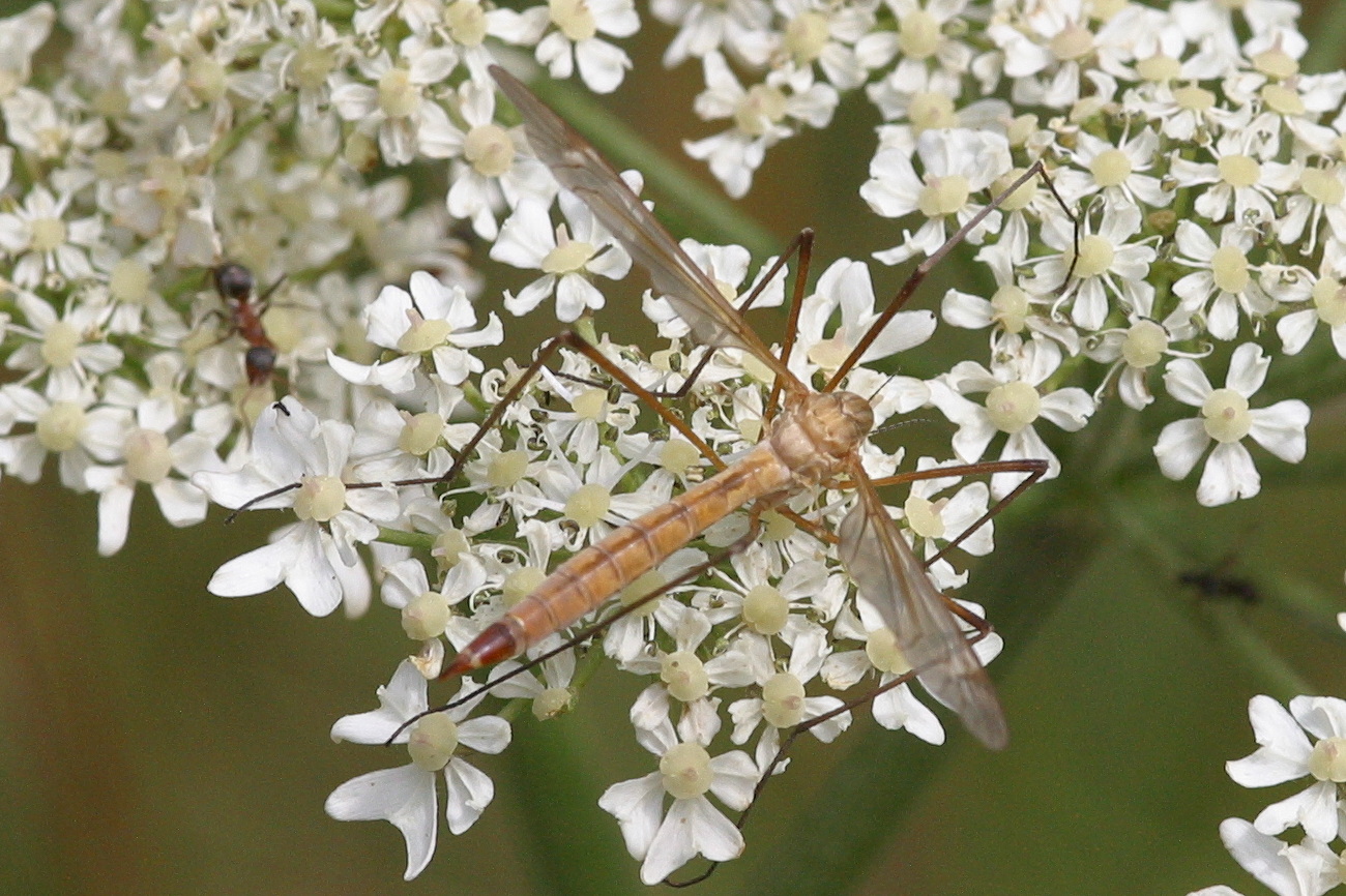 Afficher le média tipula_lunata2bd tipula_lunata2bd