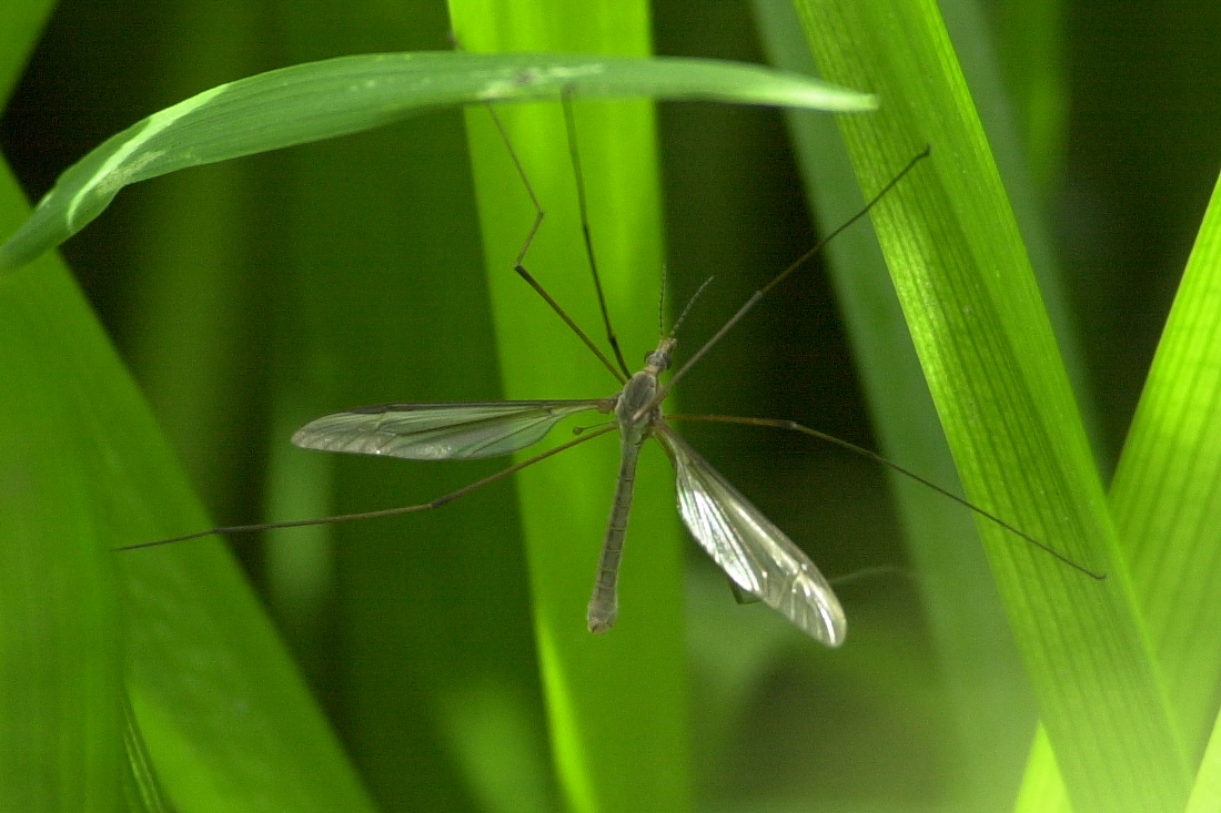 tipula_oleracea2md