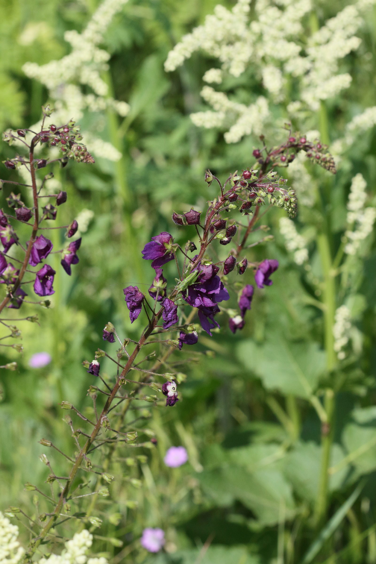 verbascum_phoeniceum1md