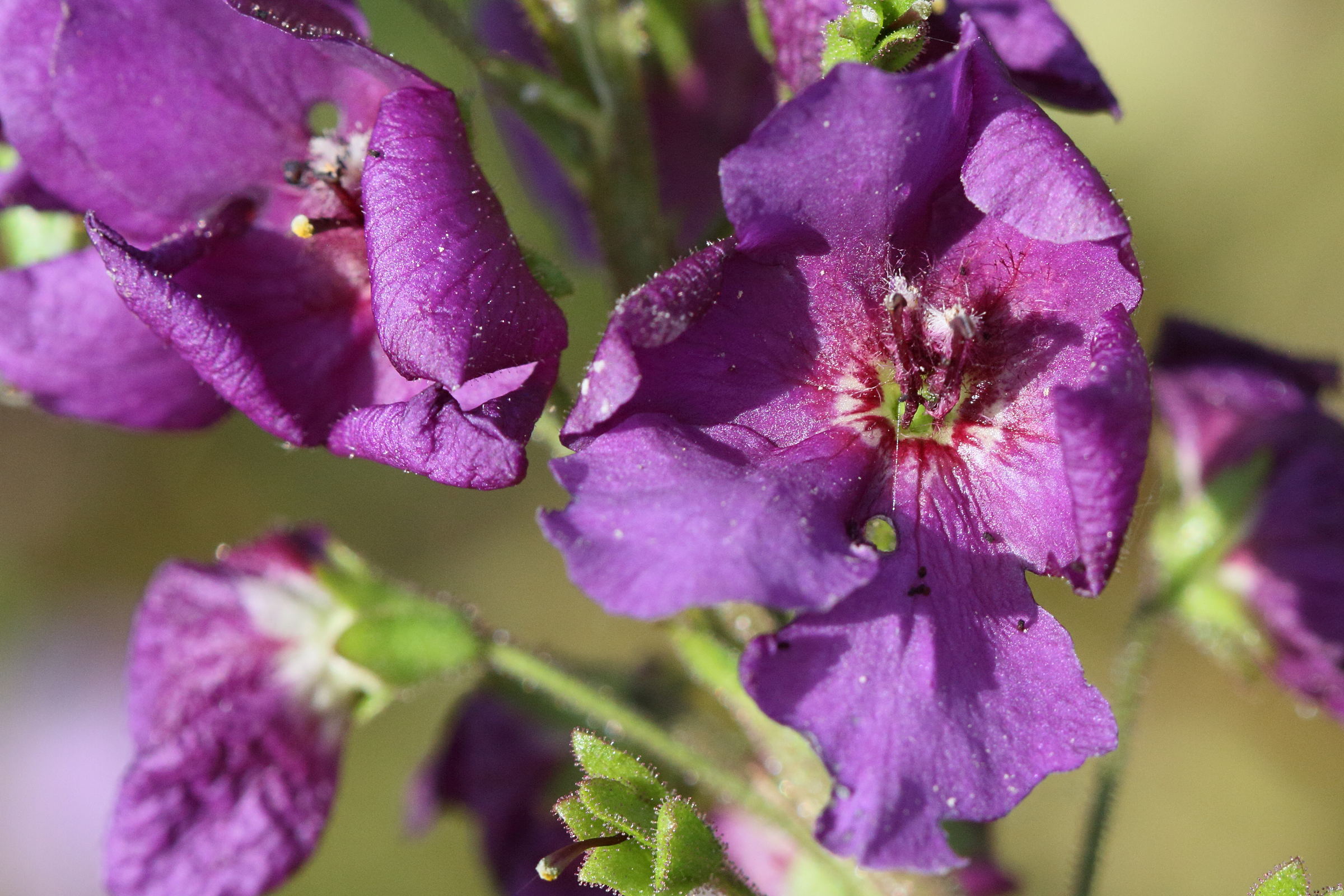 verbascum_phoeniceum2md