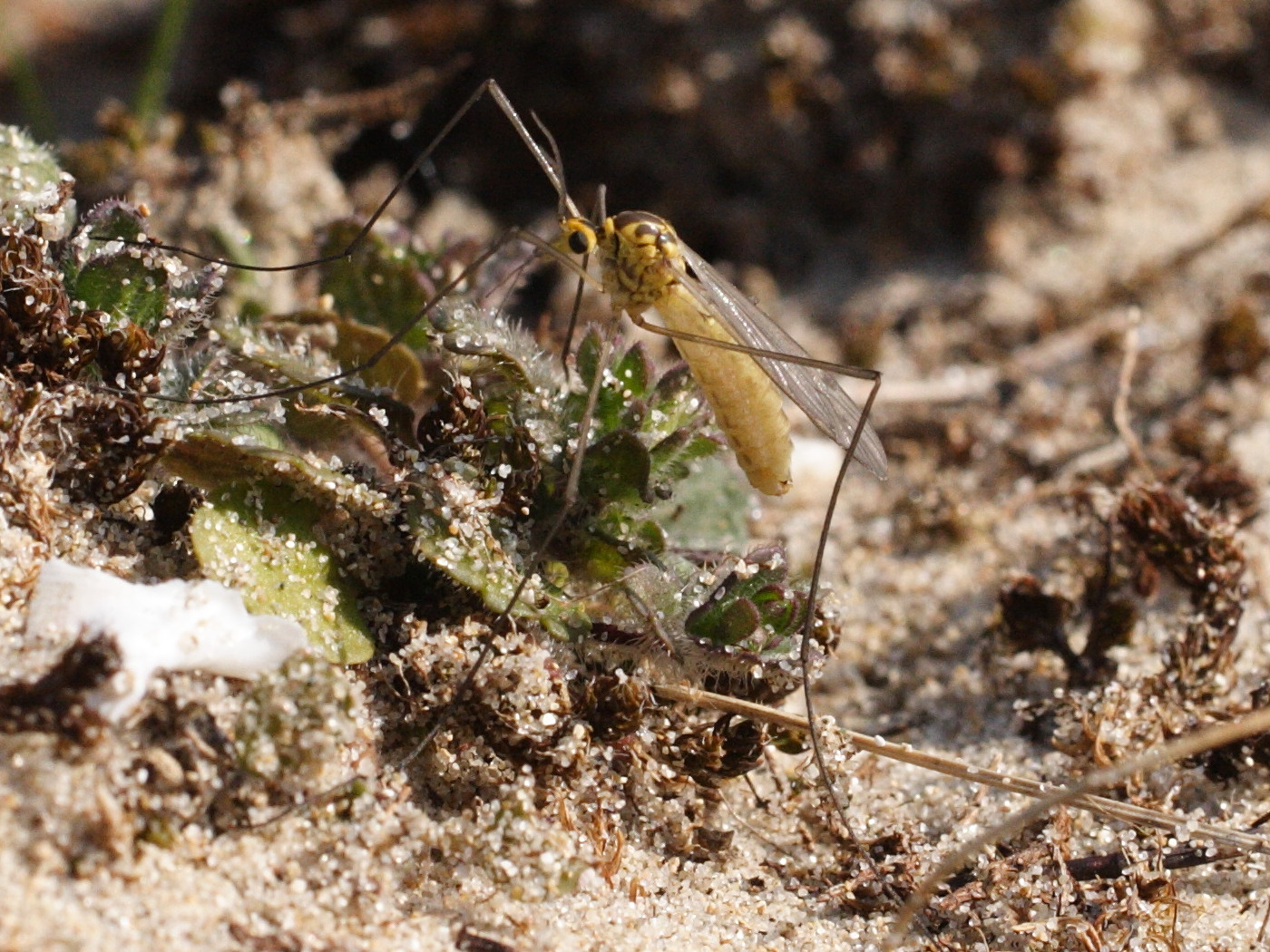 nephrotoma_submaculosa2md