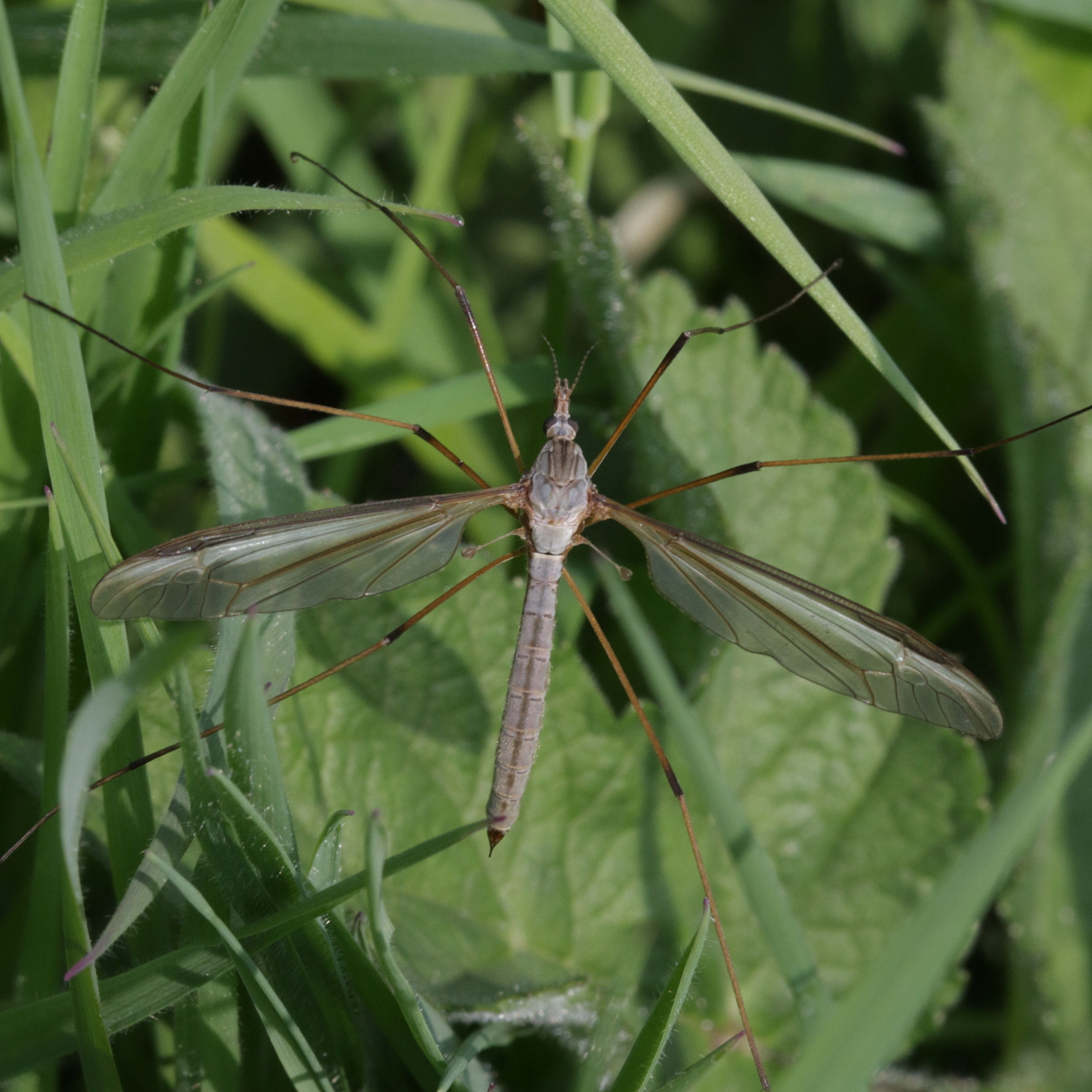 tipula_oleracea4bd