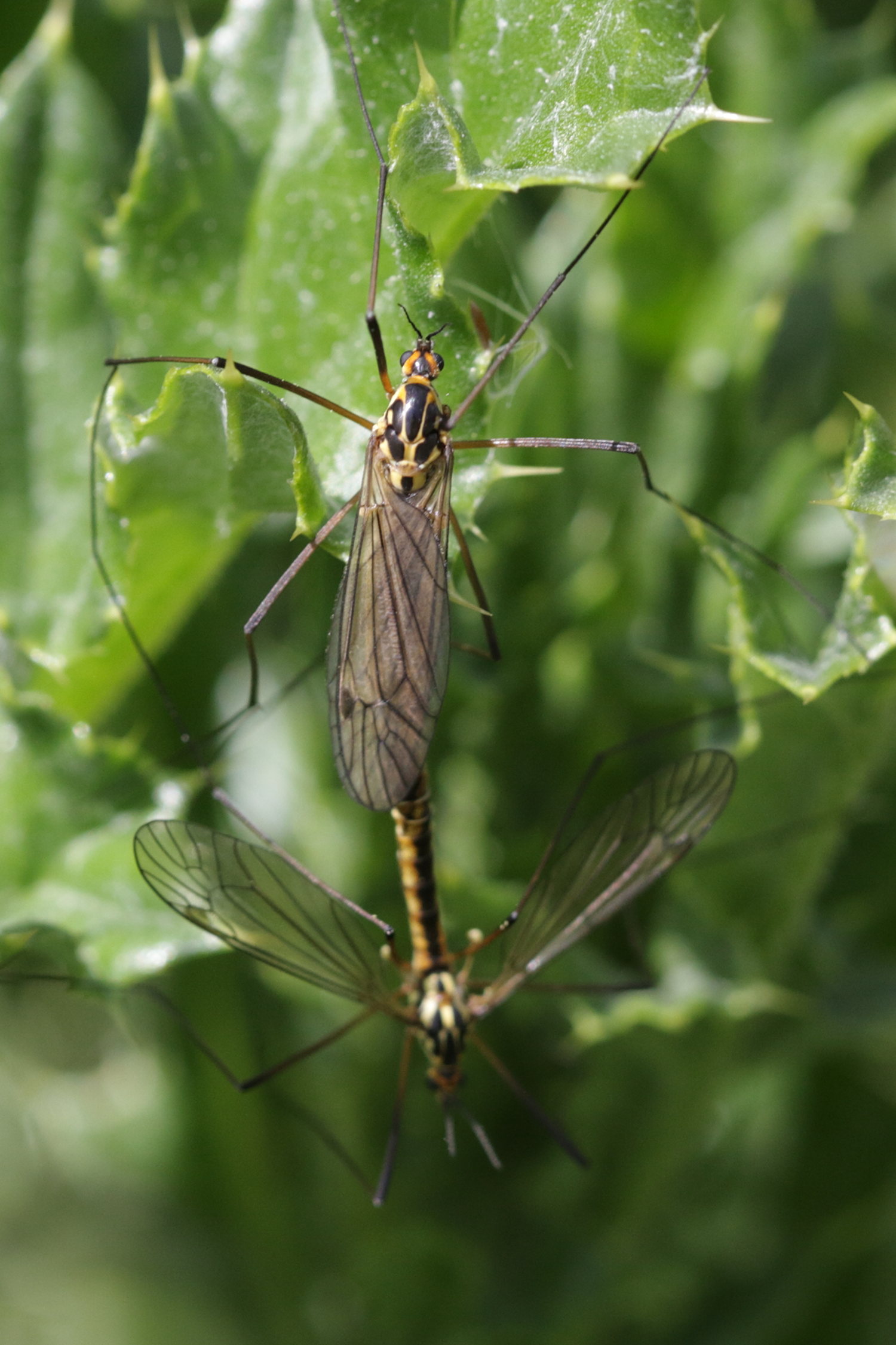 nephrotoma_cornicina4bd