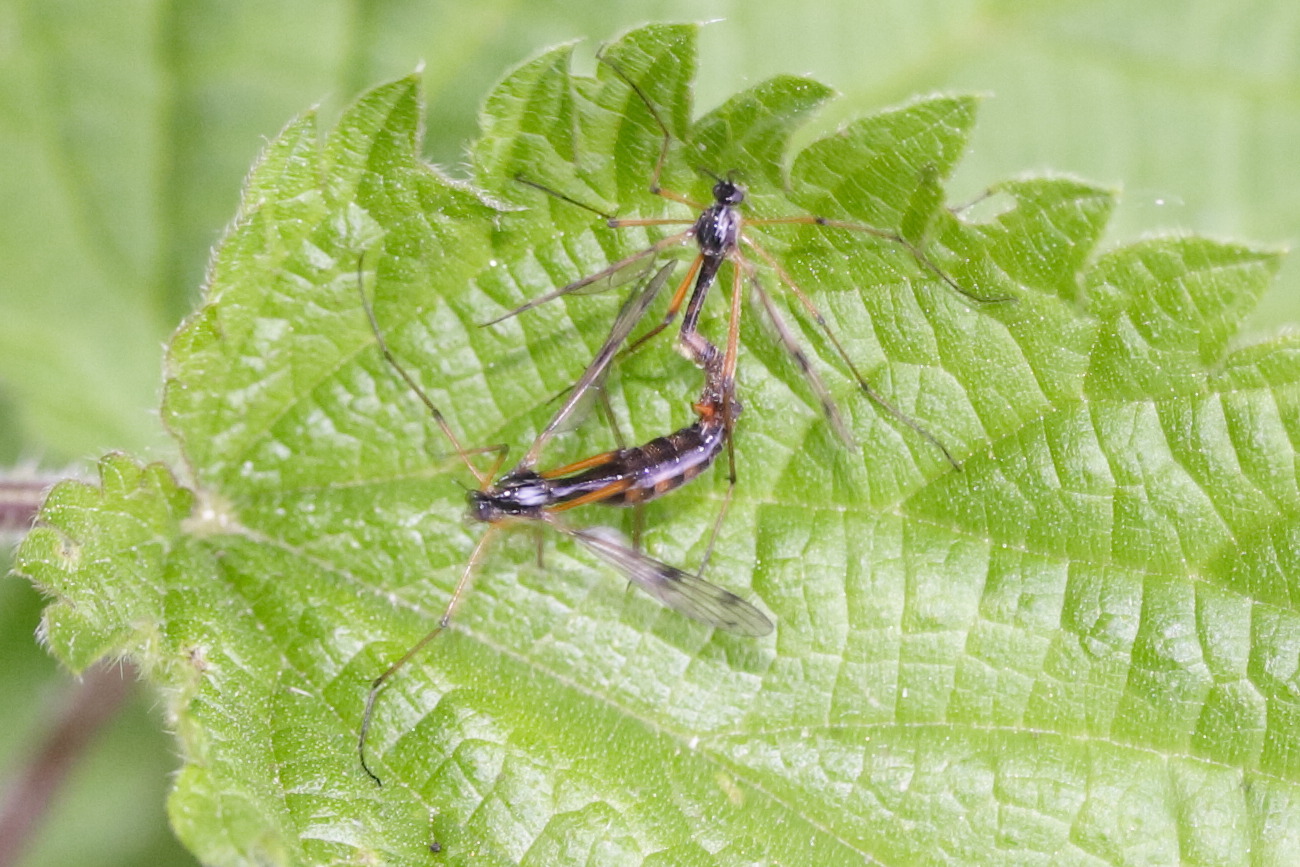 Afficher le média ptychoptera_contaminata3md ptychoptera_contaminata3md