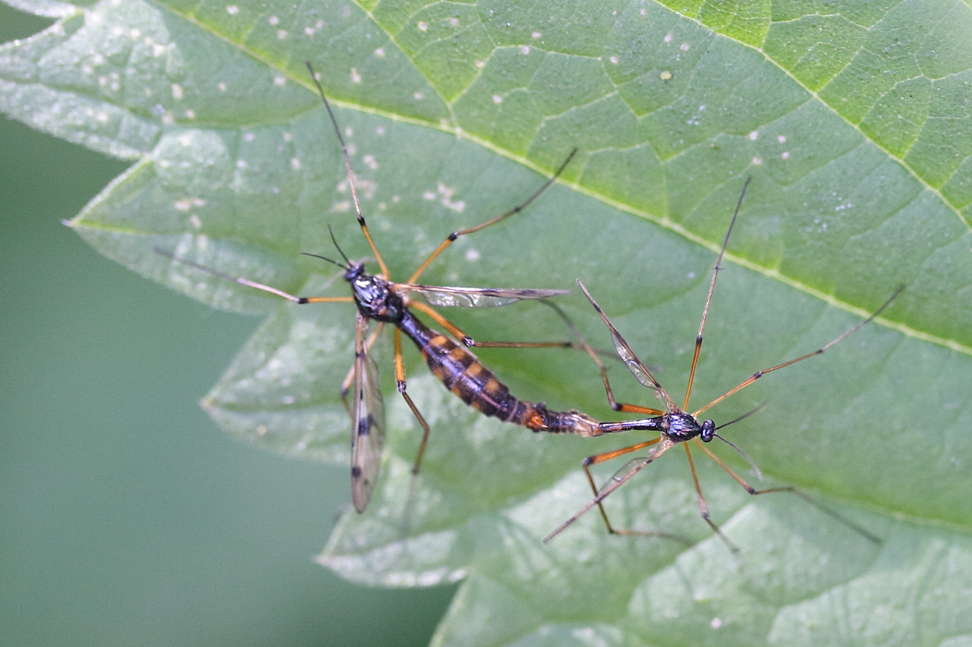 Afficher le média ptychoptera_contaminata4md ptychoptera_contaminata4md