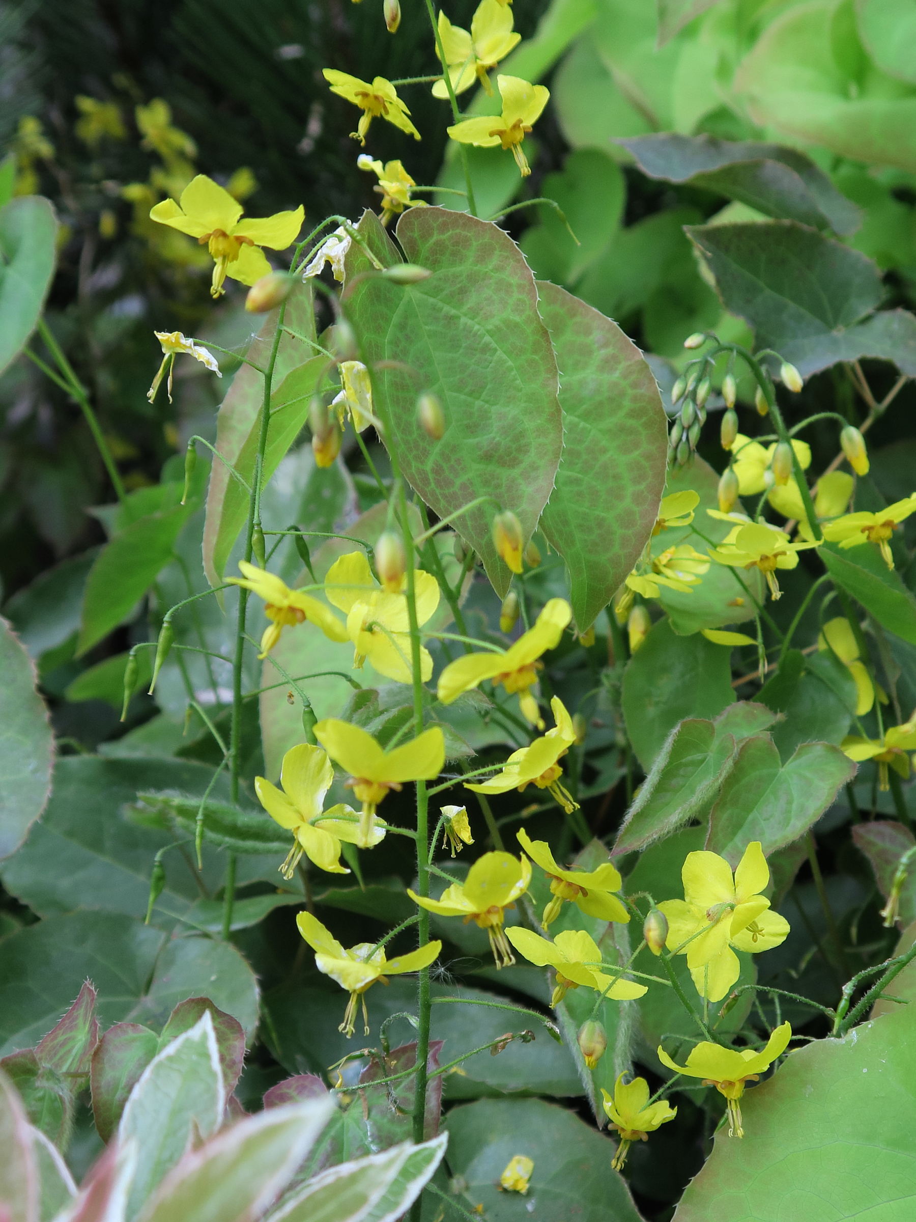 Afficher le média epimedium_pinnatum1md epimedium_pinnatum1md