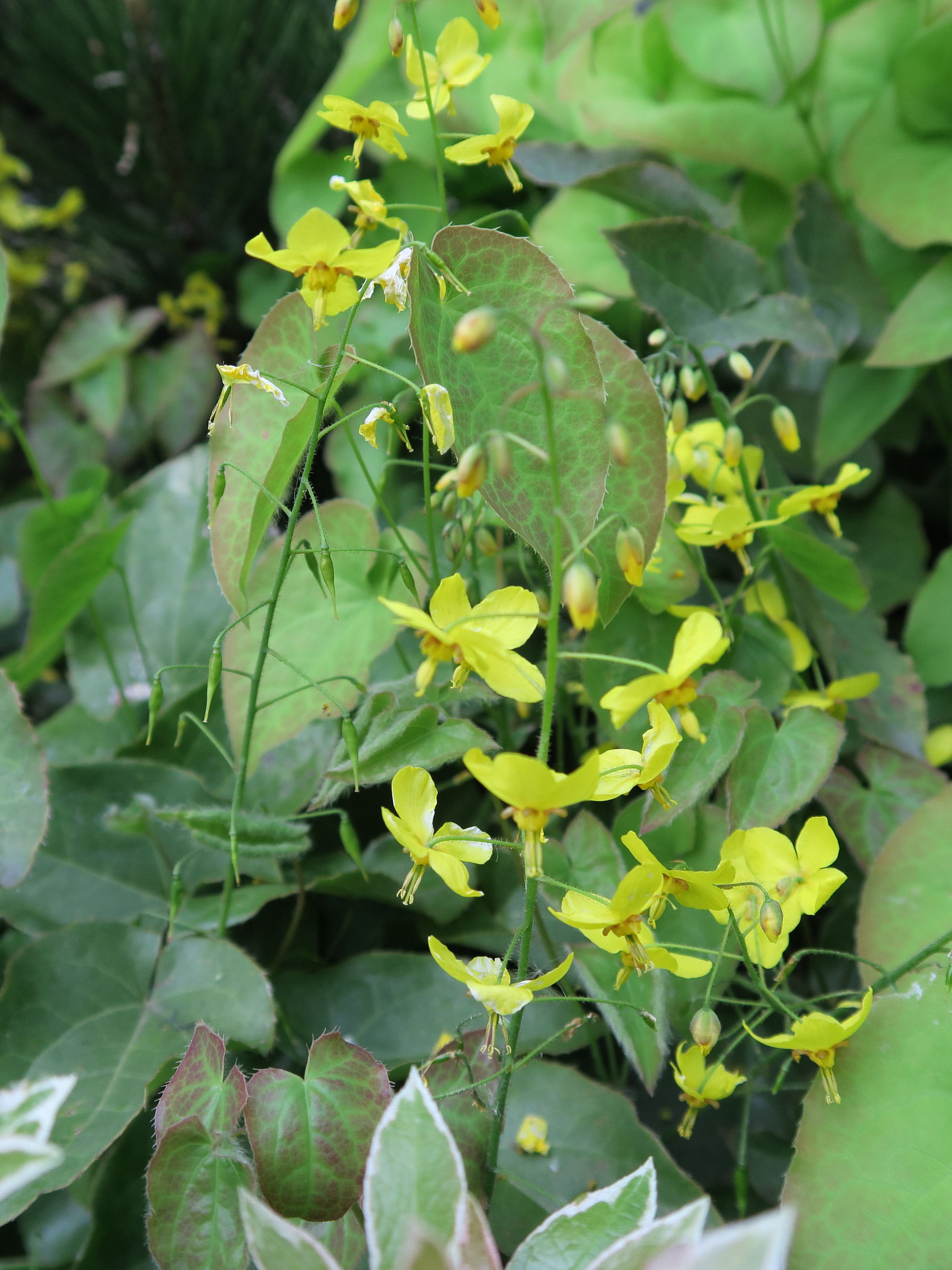 Afficher le média epimedium_pinnatum2md epimedium_pinnatum2md
