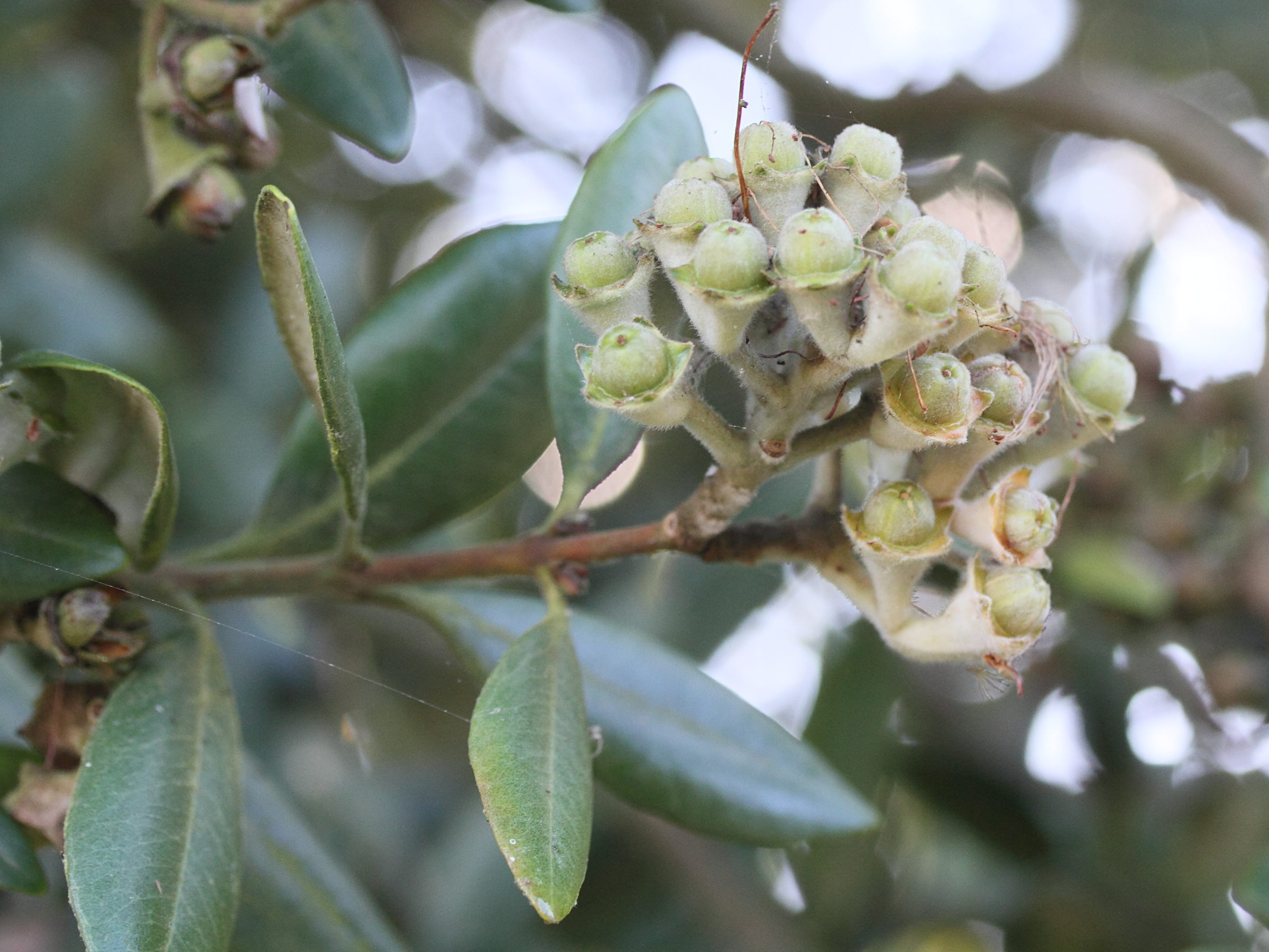Afficher le média metrosideros_excelsa3md metrosideros_excelsa3md