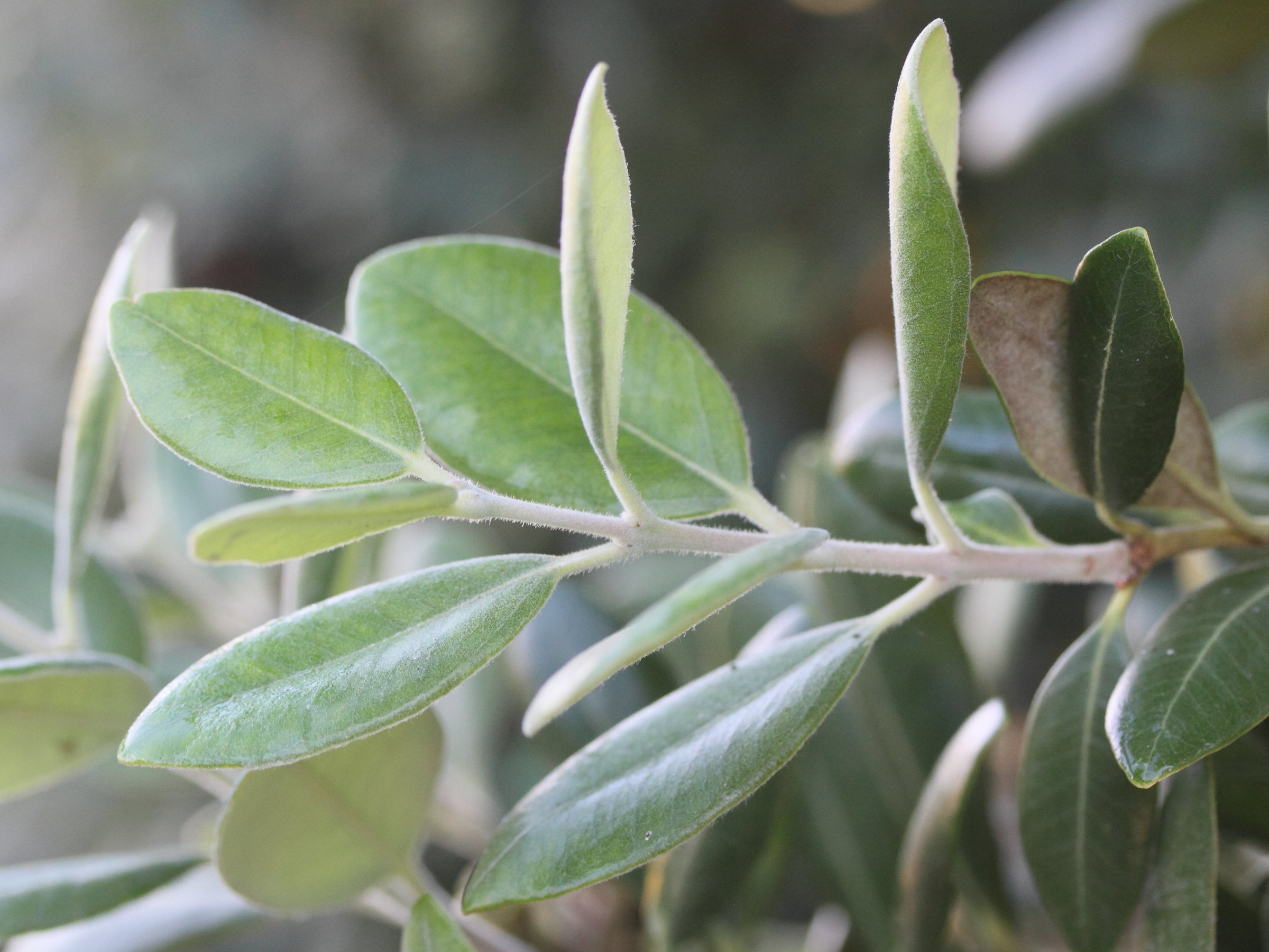 Afficher le média metrosideros_excelsa4md metrosideros_excelsa4md