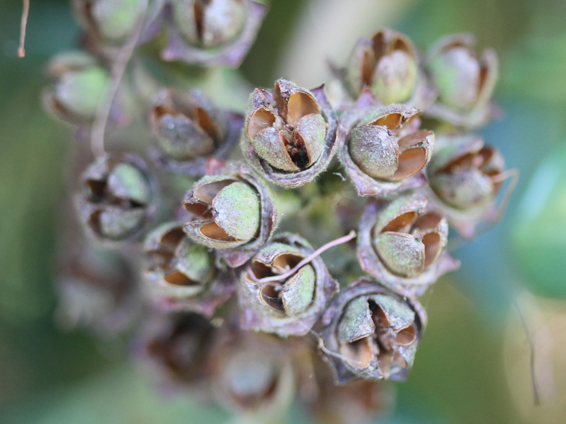 Afficher le média metrosideros_excelsa5md metrosideros_excelsa5md