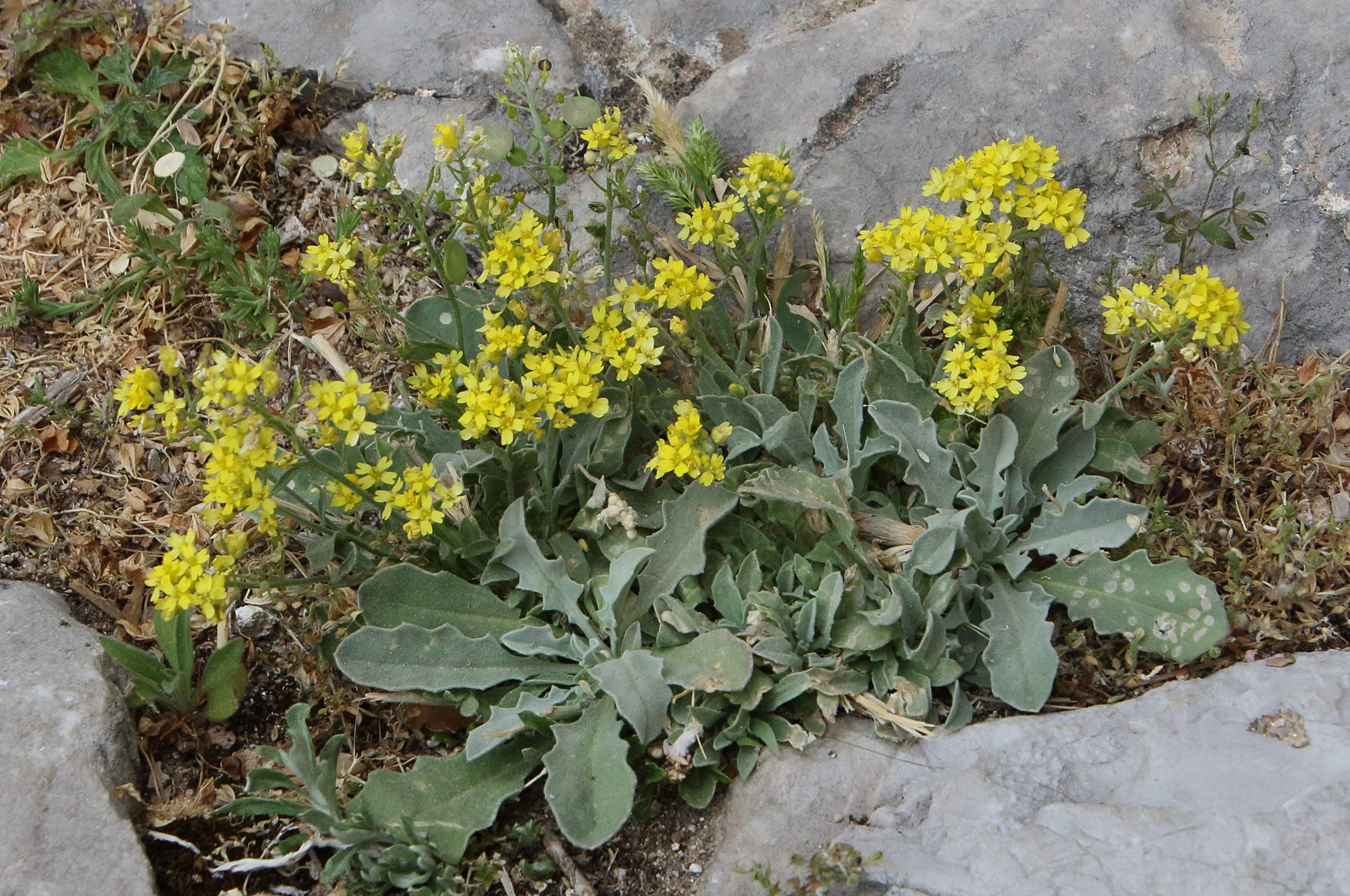 Afficher le média aurinia_saxatilis5bd aurinia_saxatilis5bd