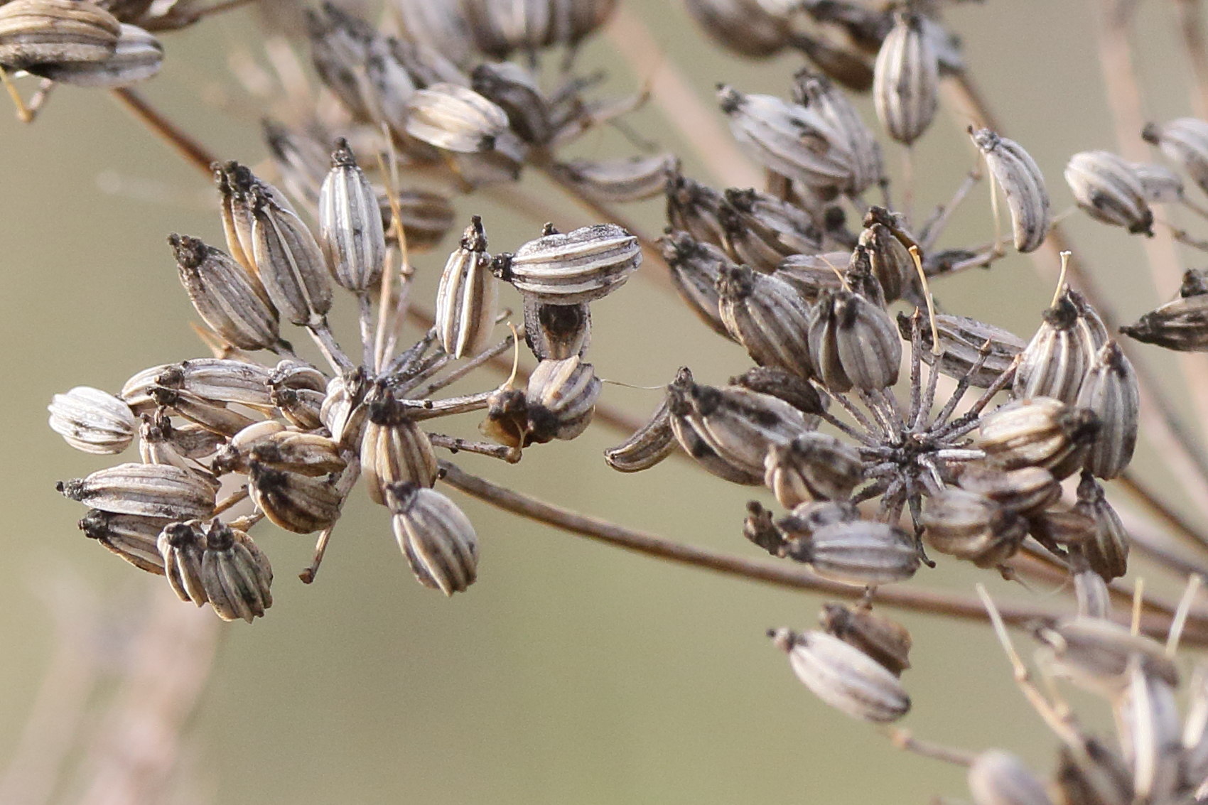 foeniculum_vulgare7md