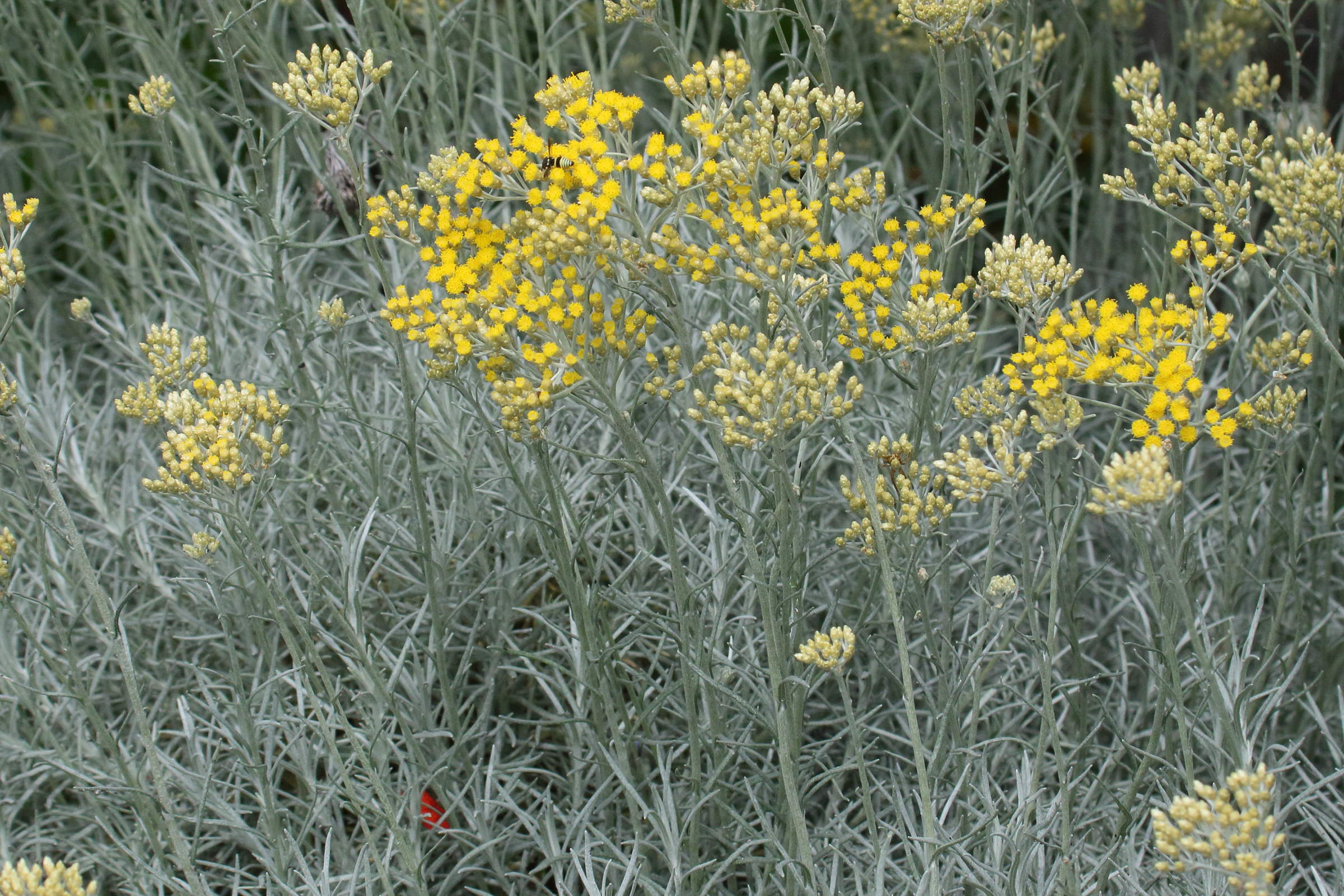 Afficher le média helichrysum_heldreichii1bd helichrysum_heldreichii1bd