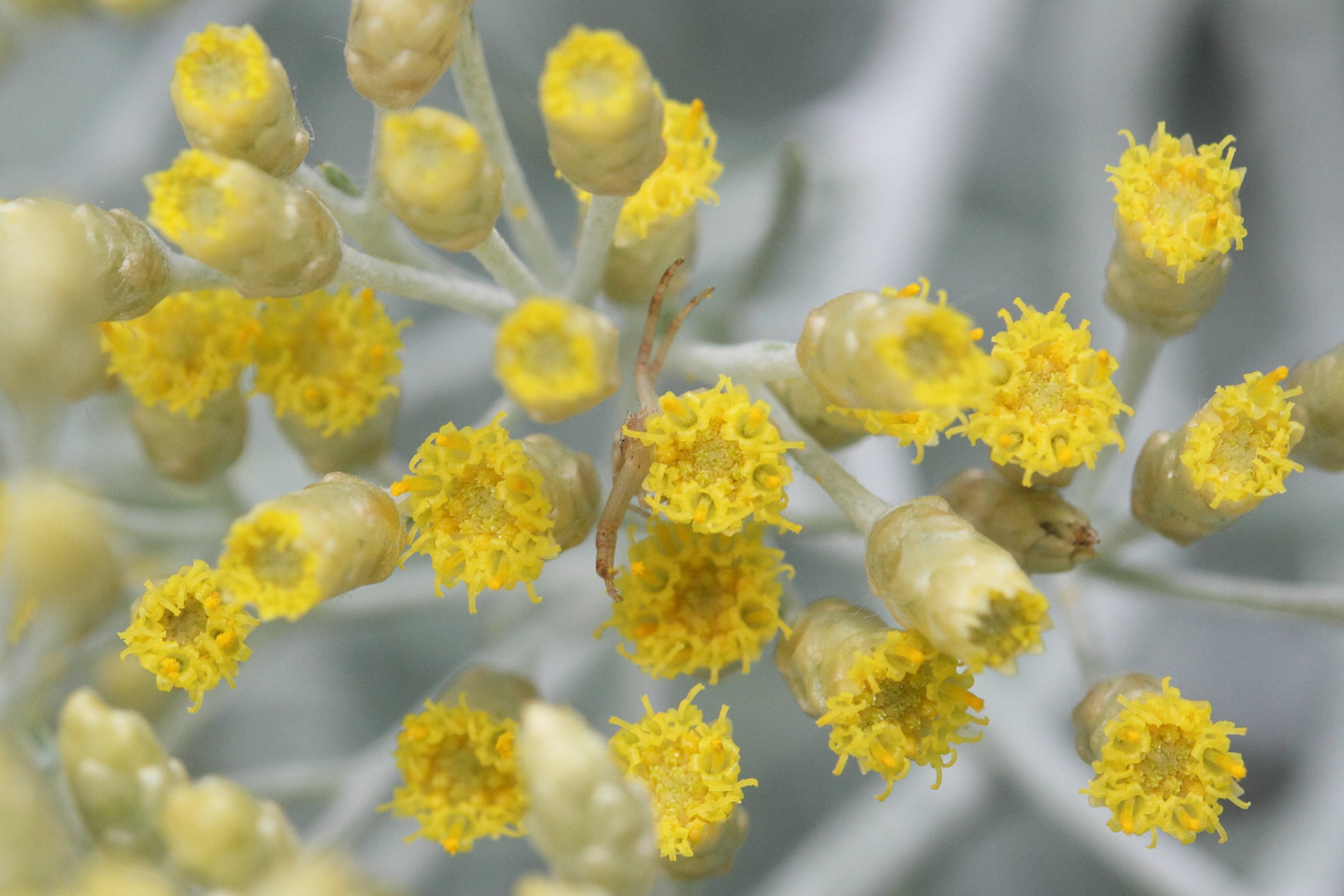 Afficher le média helichrysum_heldreichii2md helichrysum_heldreichii2md