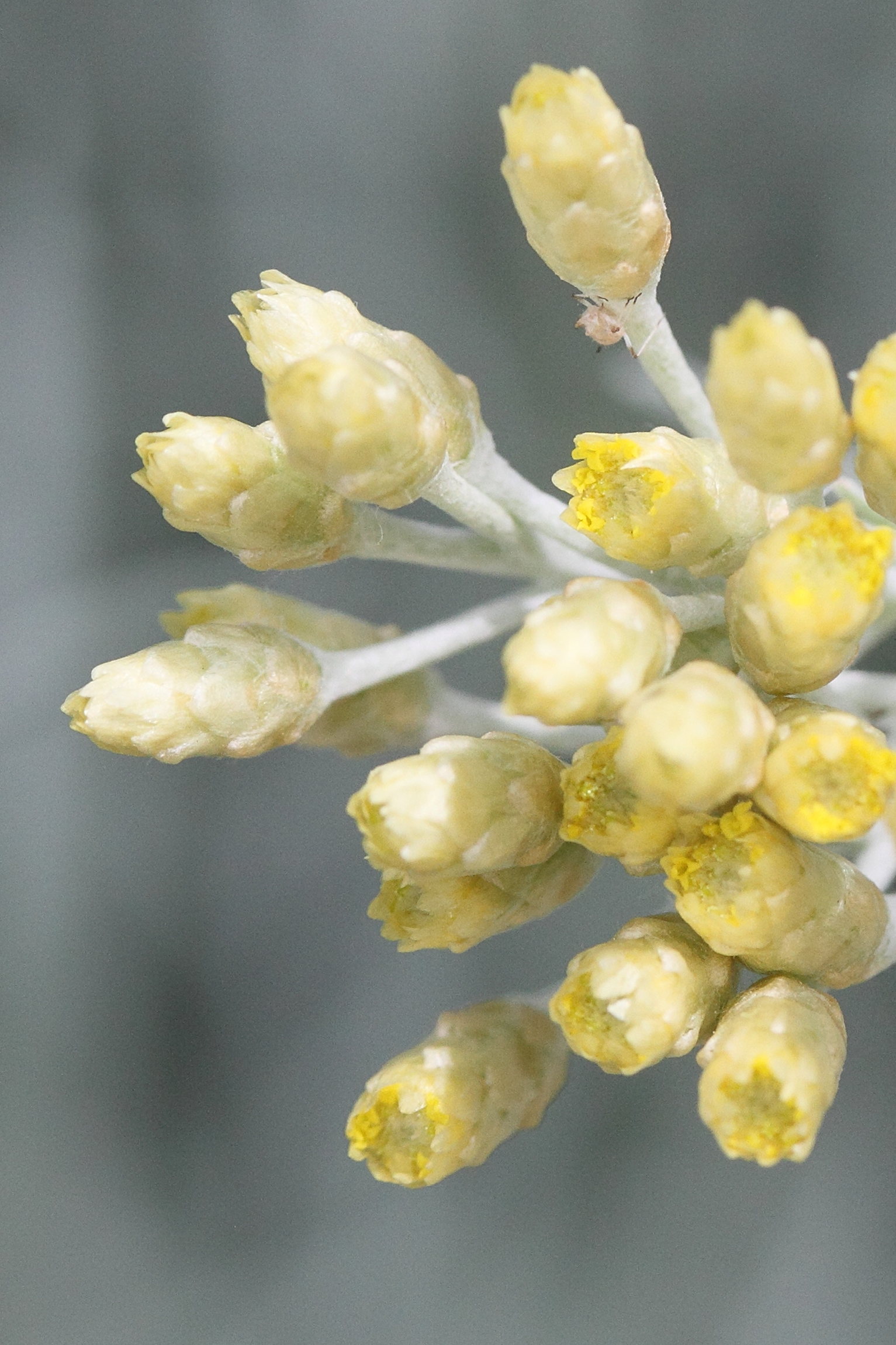 Afficher le média helichrysum_heldreichii3md helichrysum_heldreichii3md