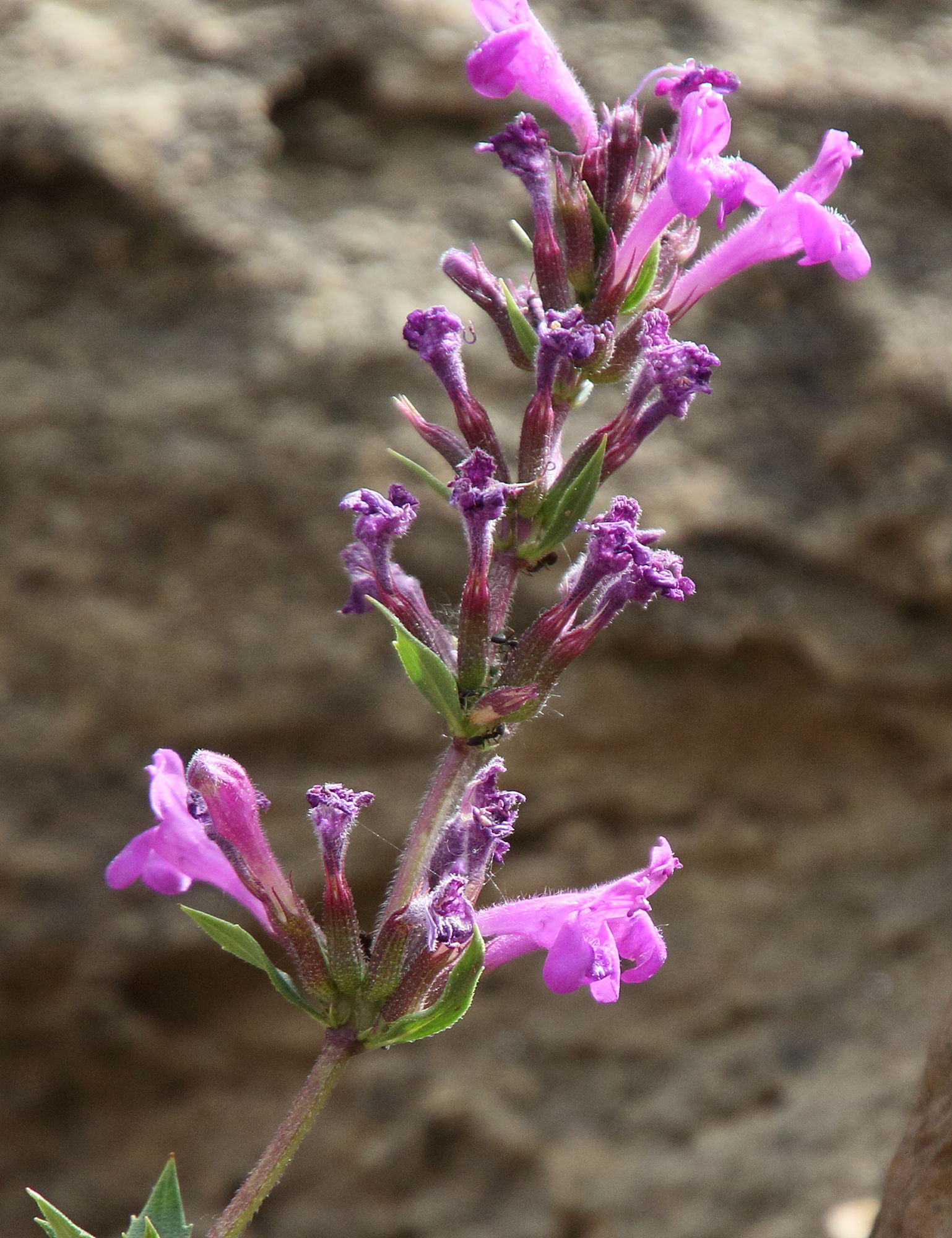 micromeria_graeca2bd