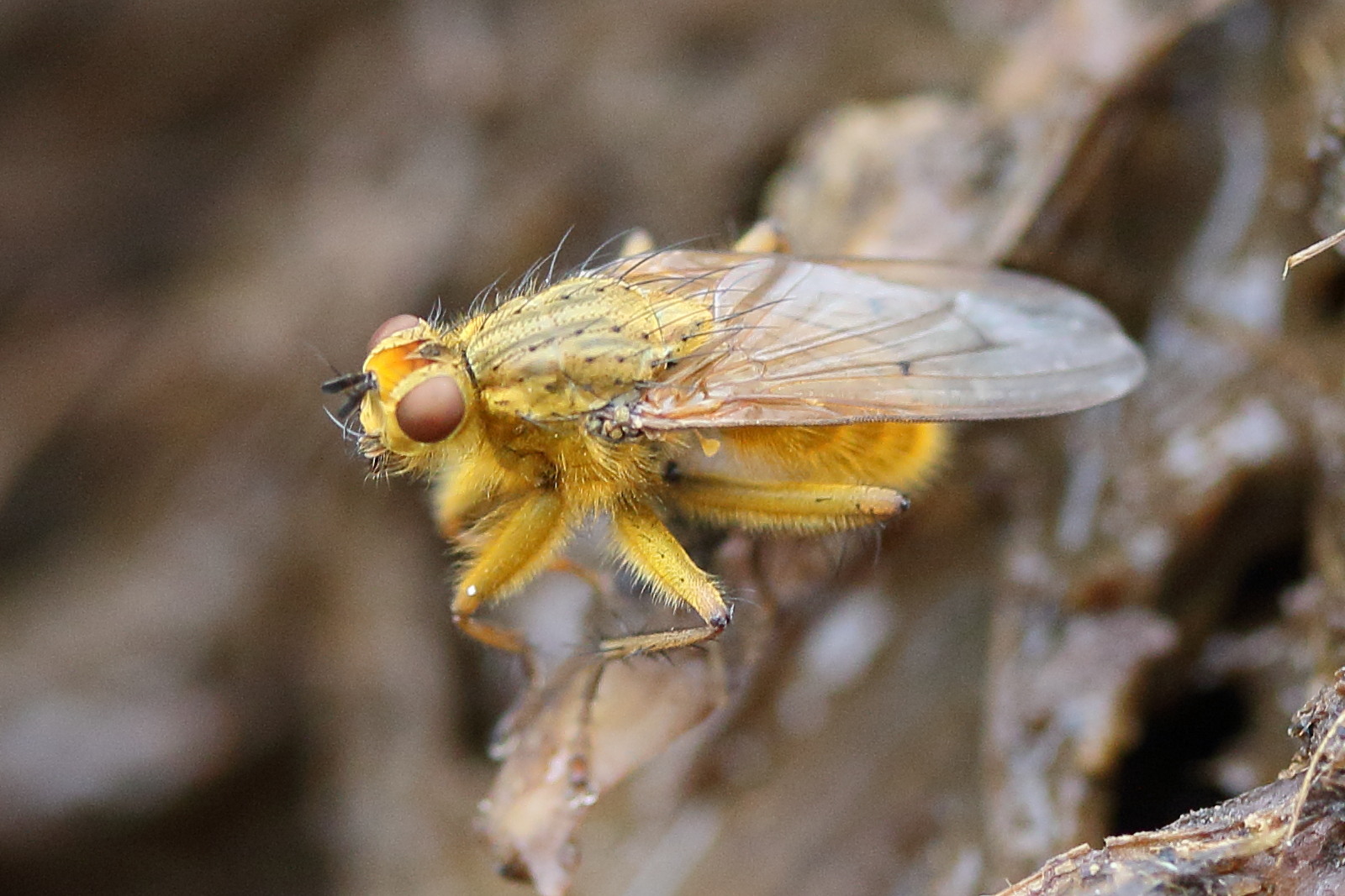 scatophaga_stercoraria10md