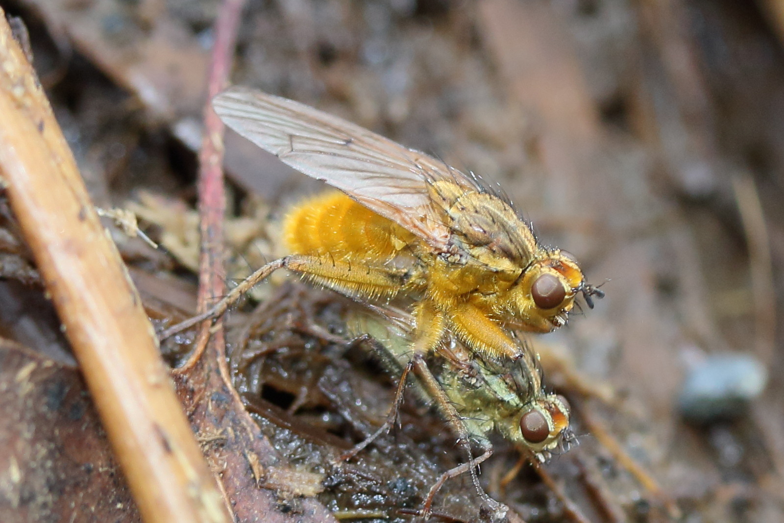 scatophaga_stercoraria9md