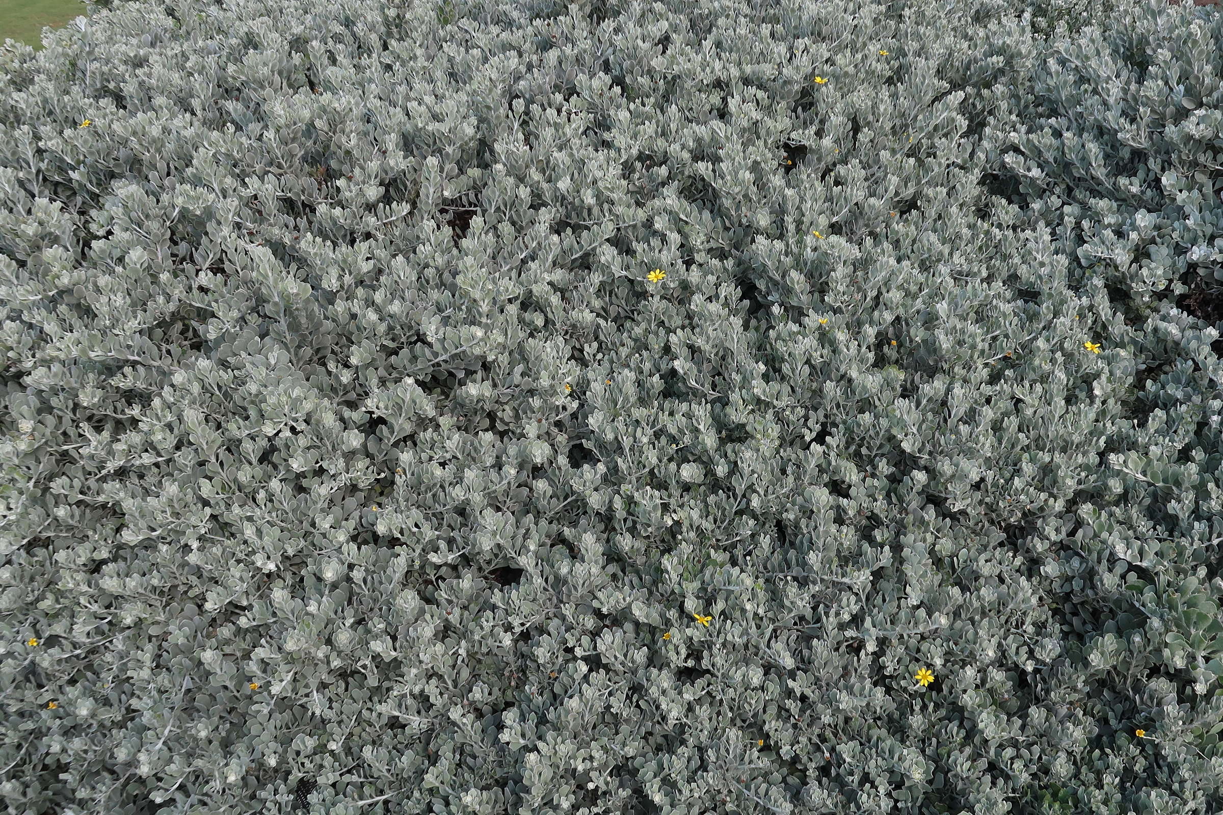 brachyglottis_greyi1md