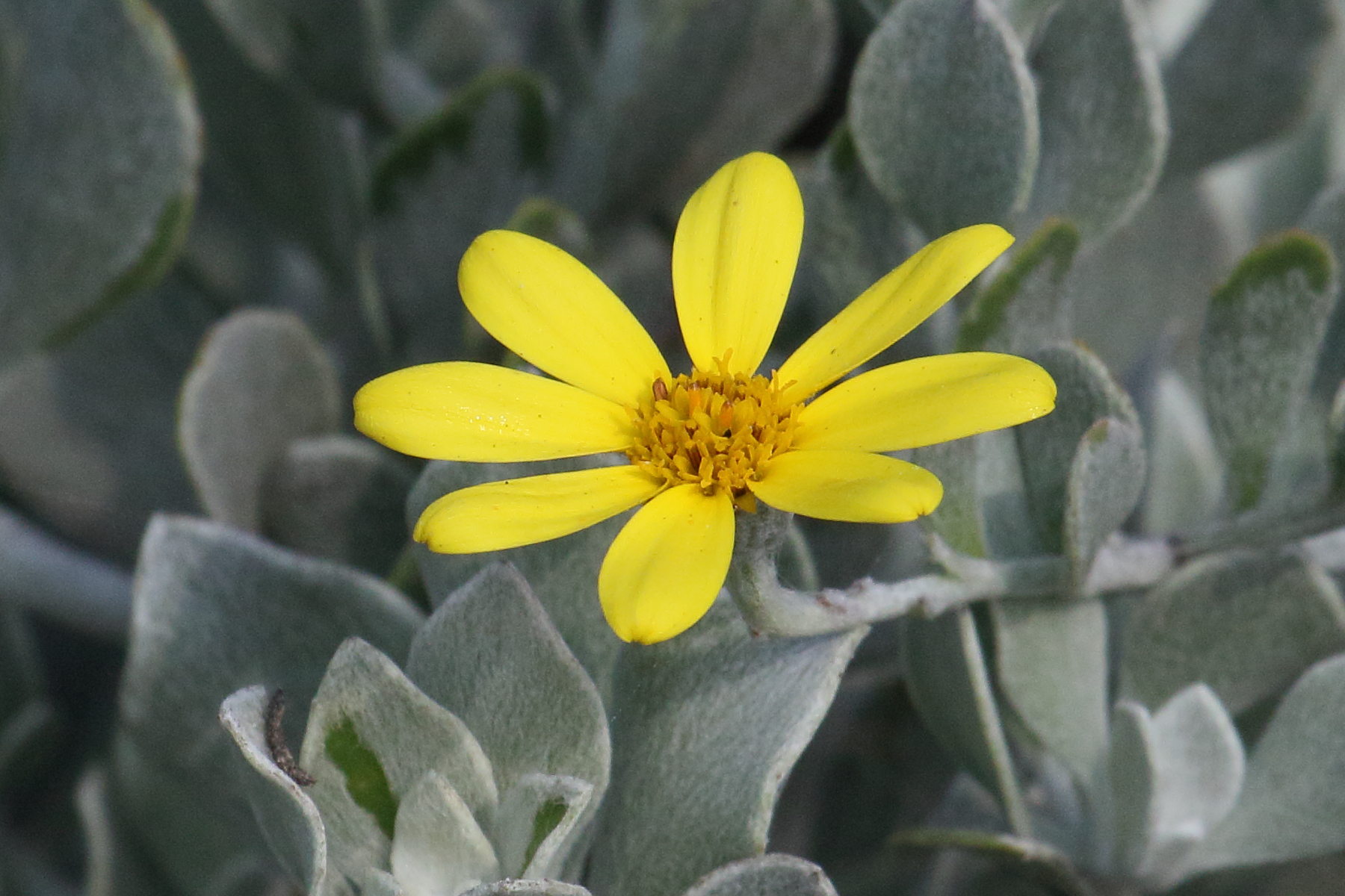 brachyglottis_greyi2md