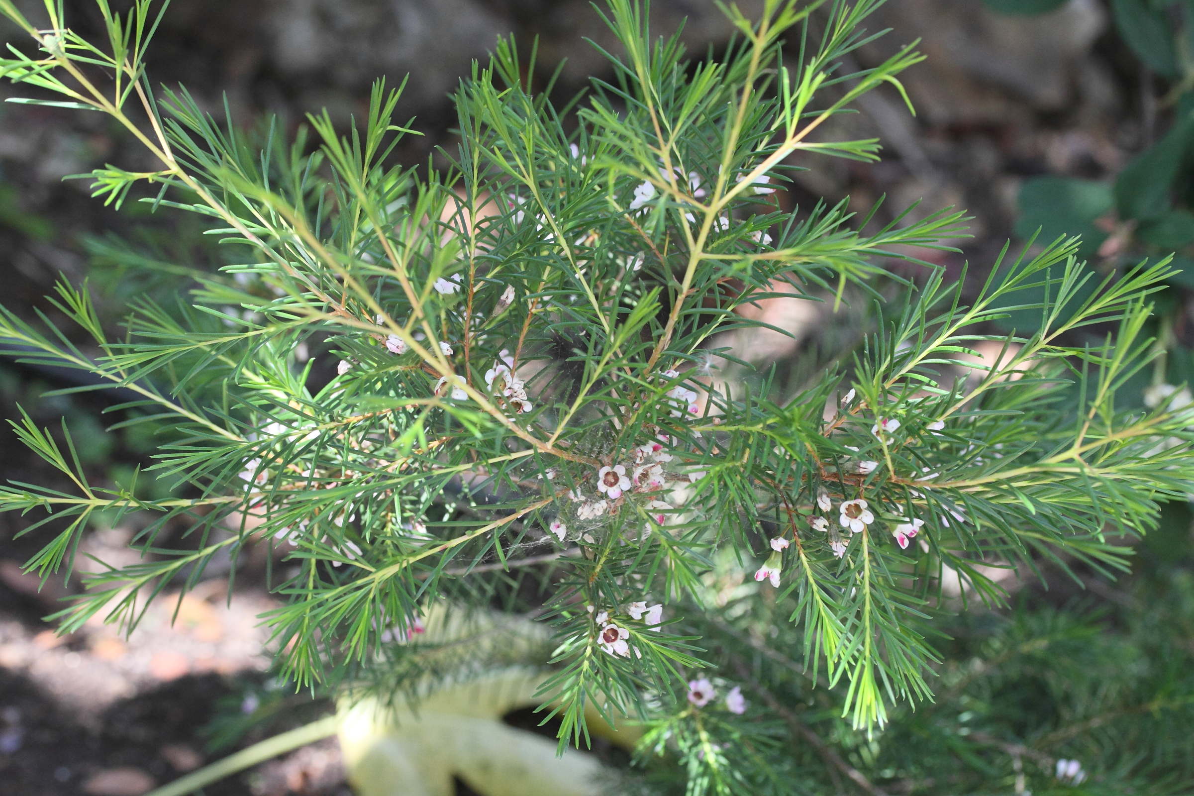 Afficher le média chamelaucium_uncinatum1md chamelaucium_uncinatum1md