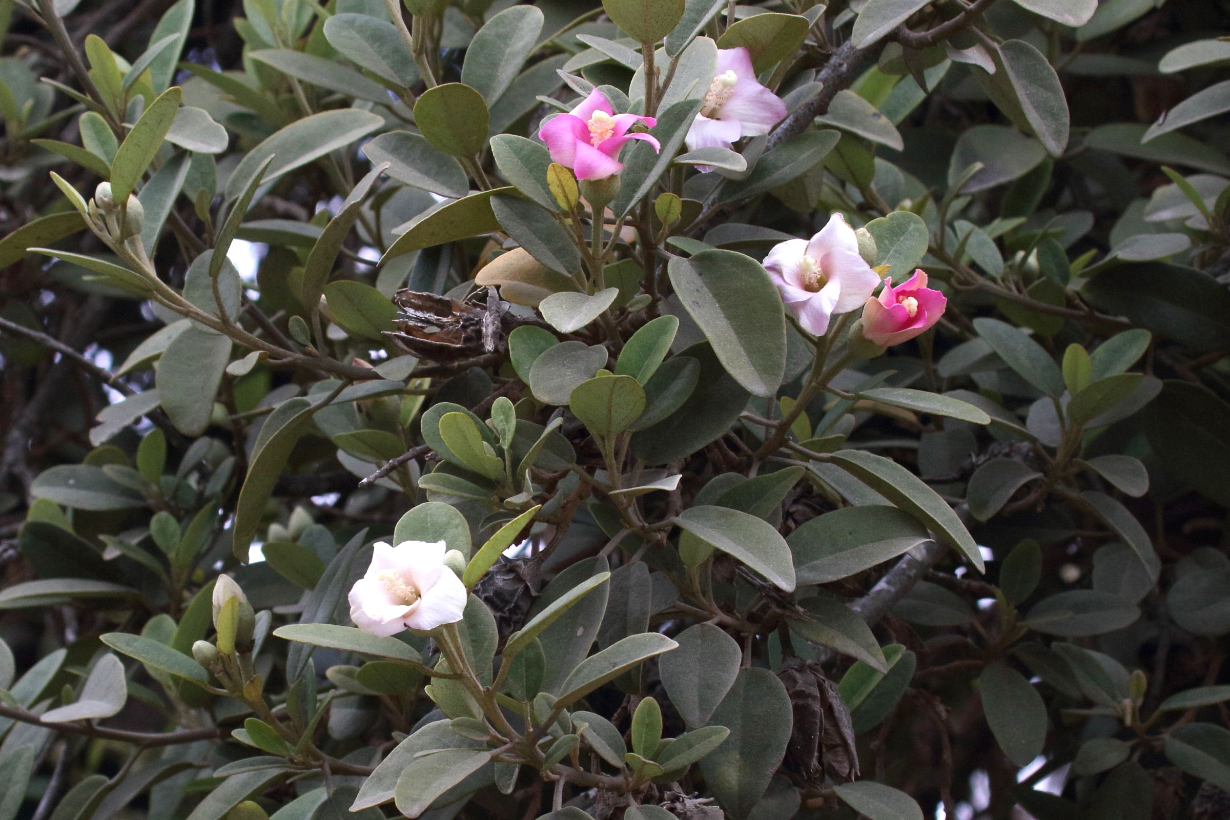 lagunaria_patersonii1md