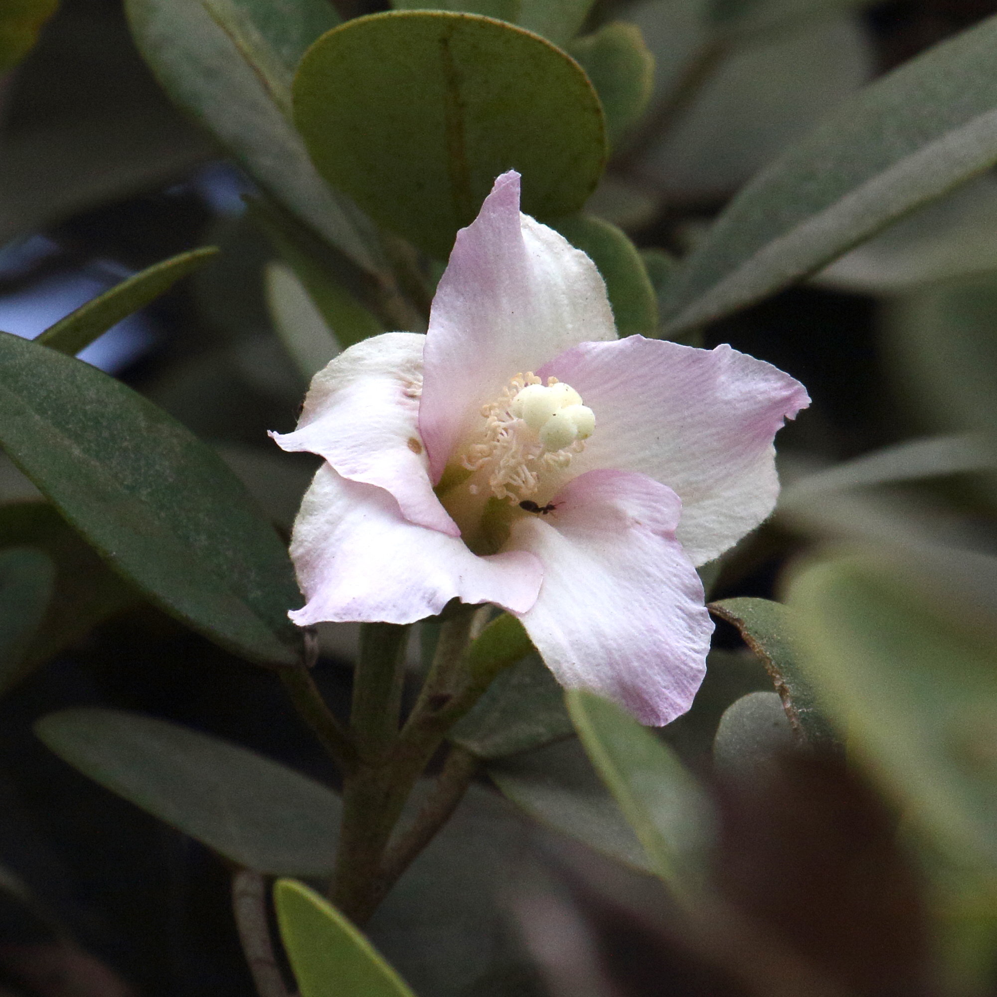 lagunaria_patersonii2md