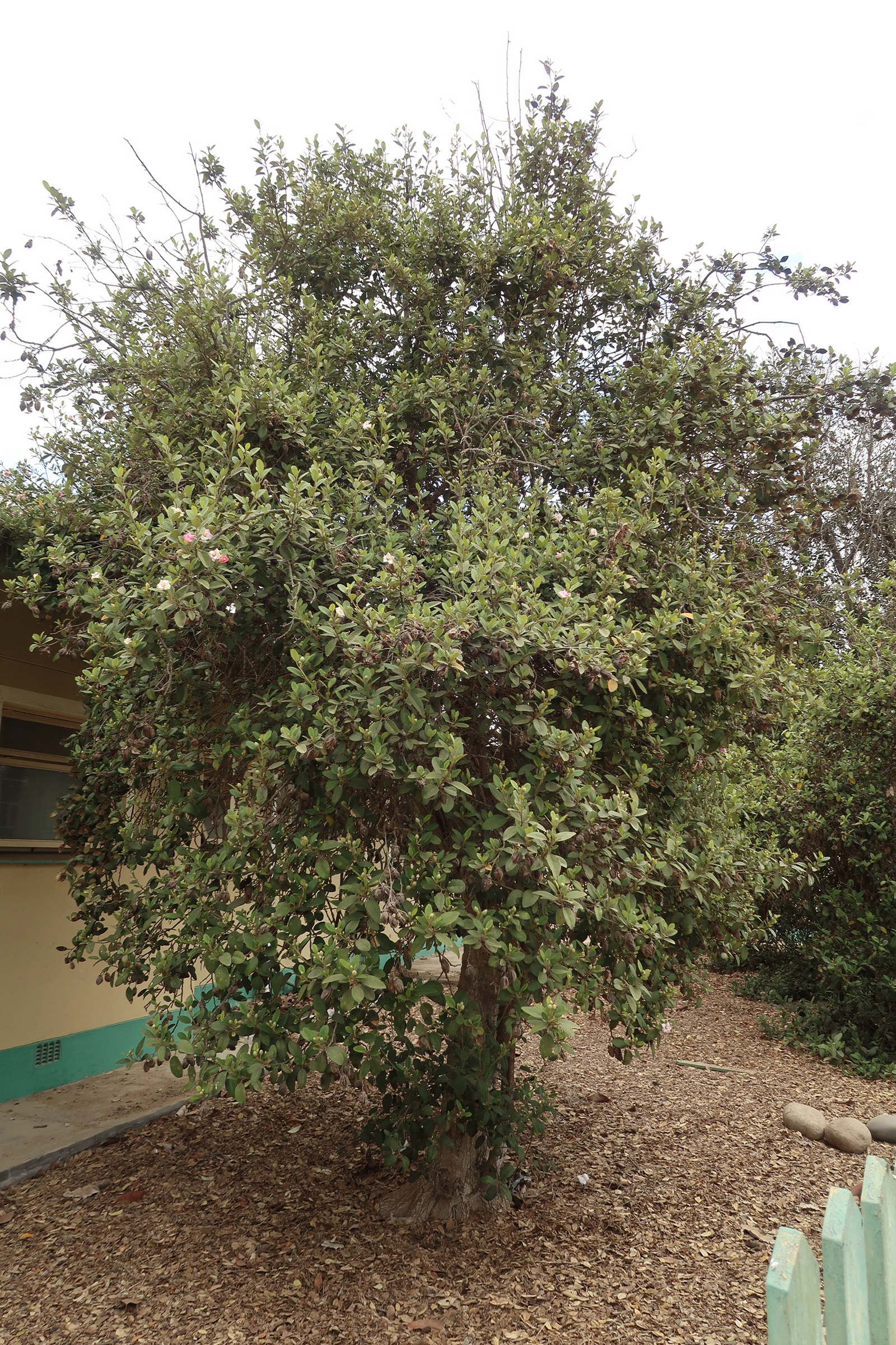 lagunaria_patersonii3md