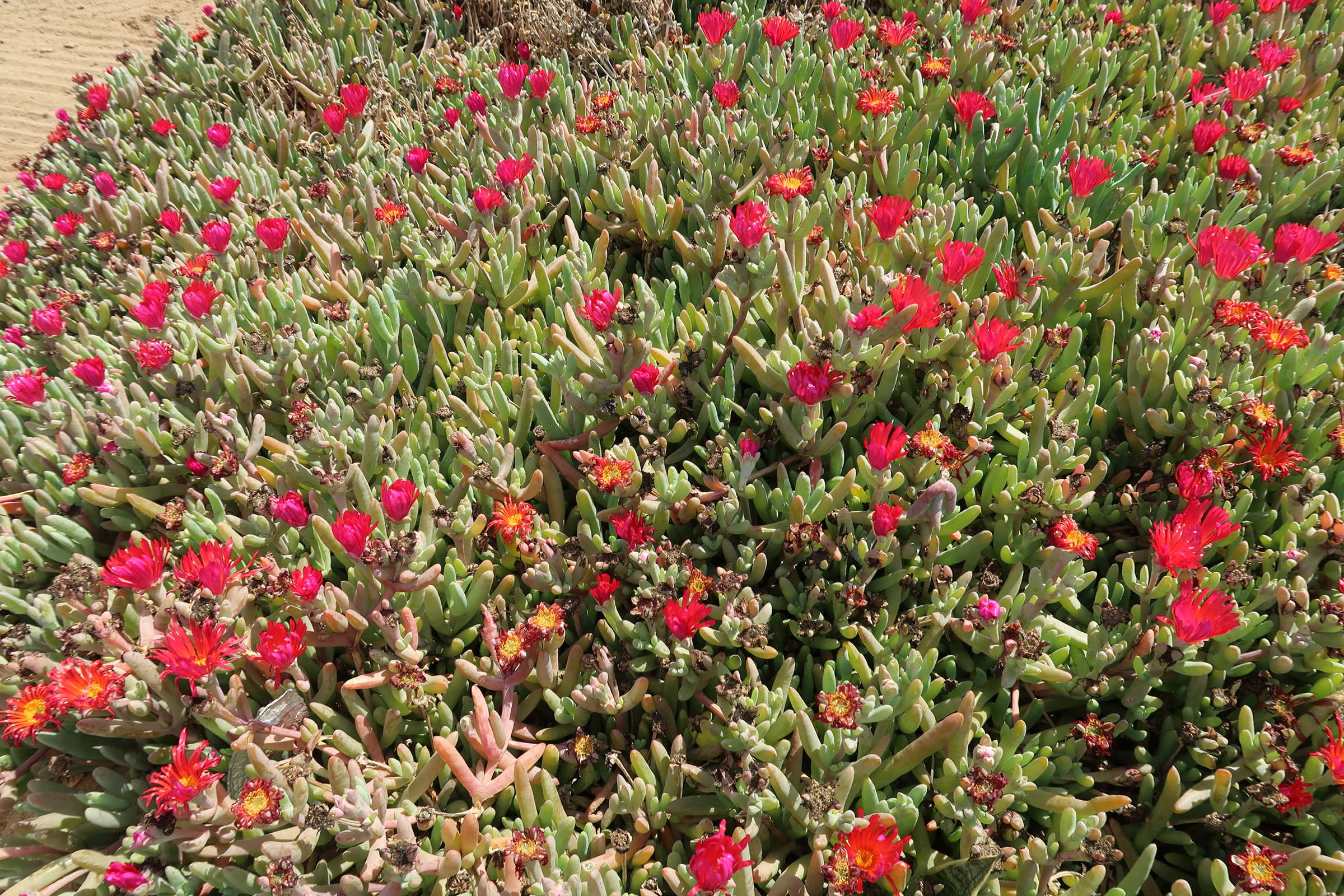 Afficher le média malephora-crocea4md malephora-crocea4md