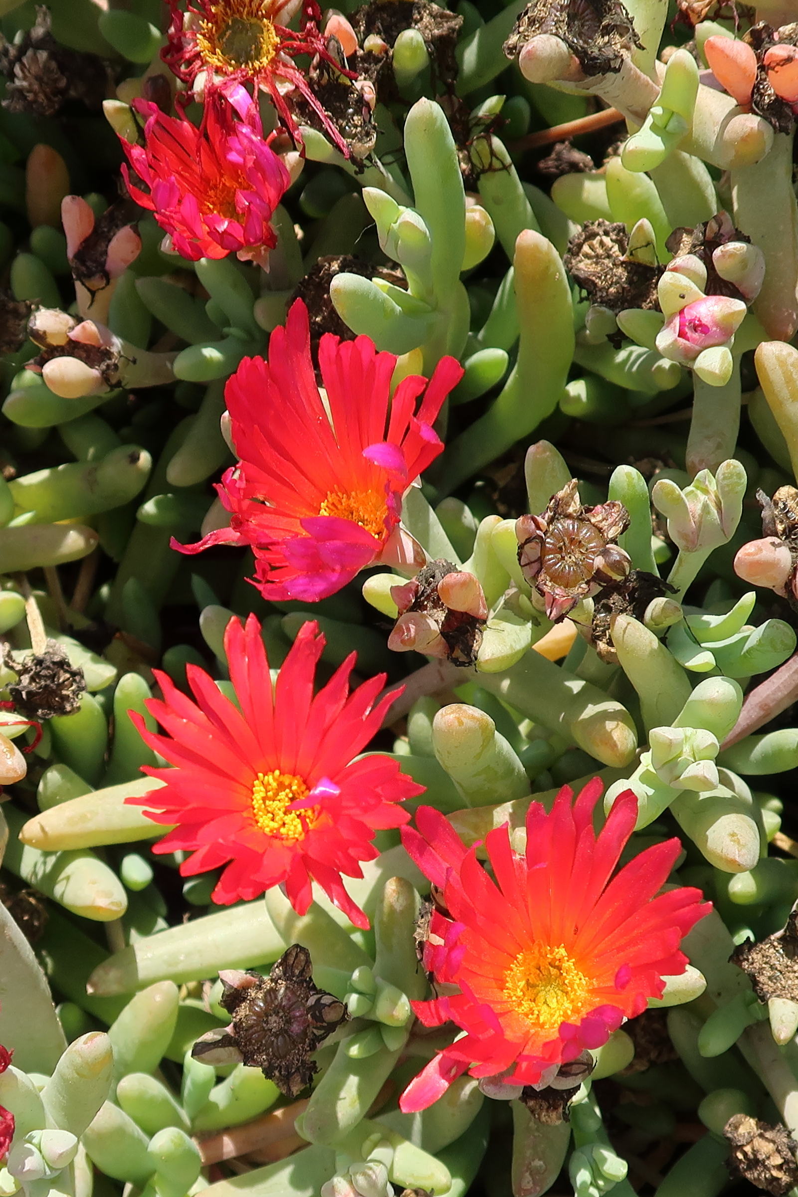 Afficher le média malephora_crocea3md malephora_crocea3md