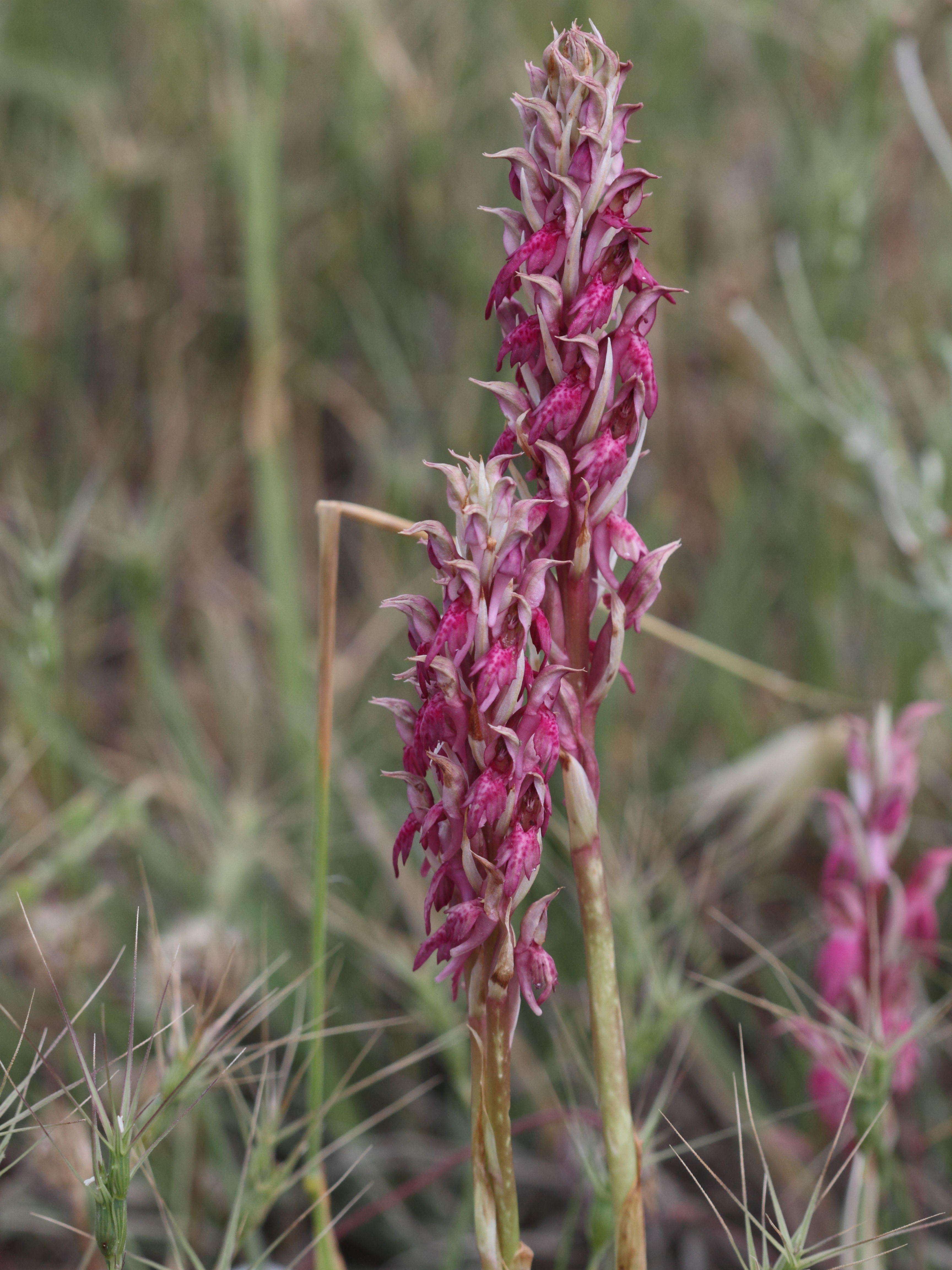 anacamptis_fragrans6bd