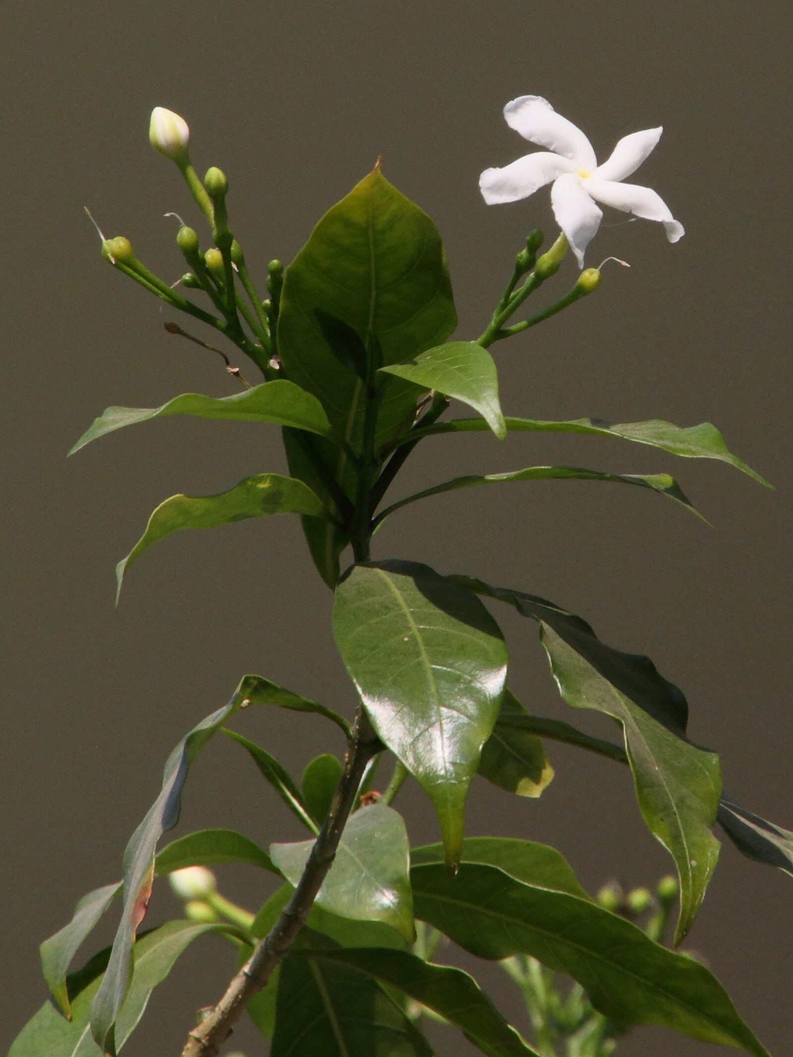 tabernaemontana_divaricata5md