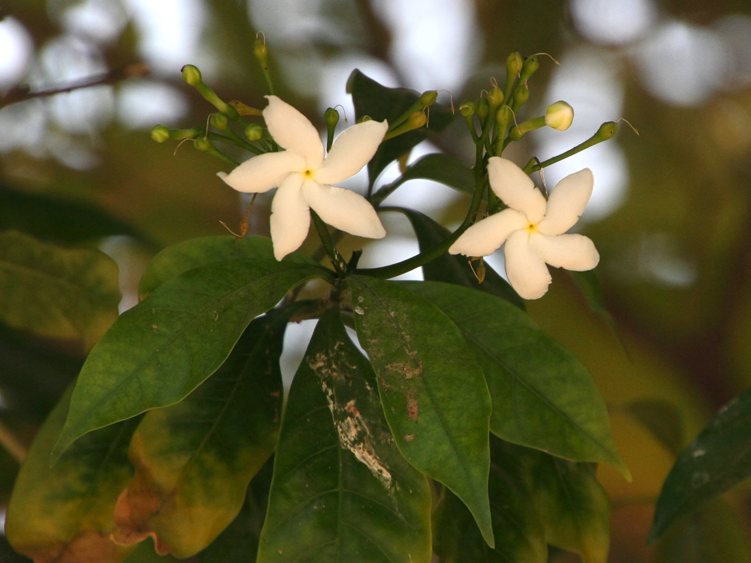 tabernaemontana_divaricata6md