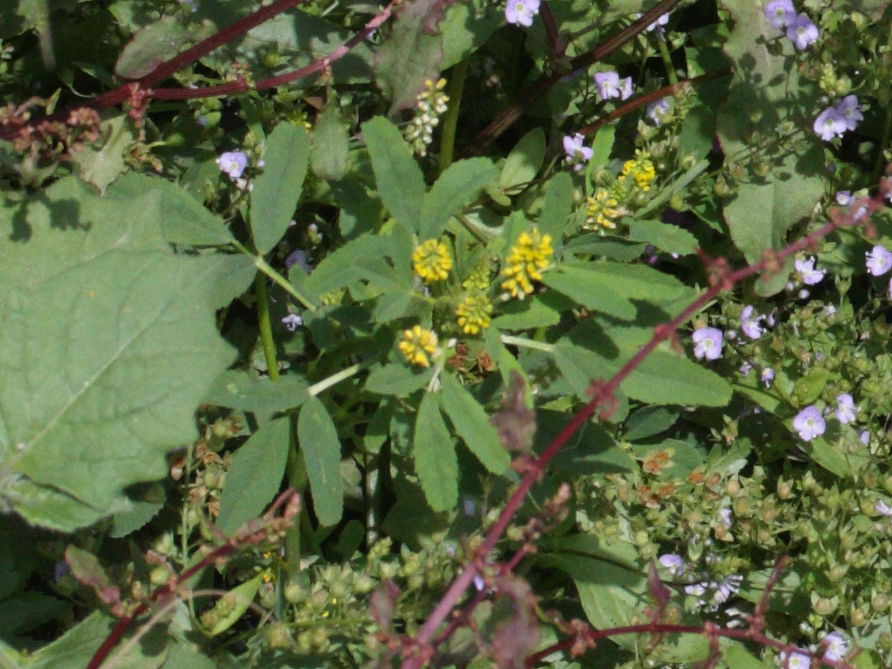 trigonella_smallii3md