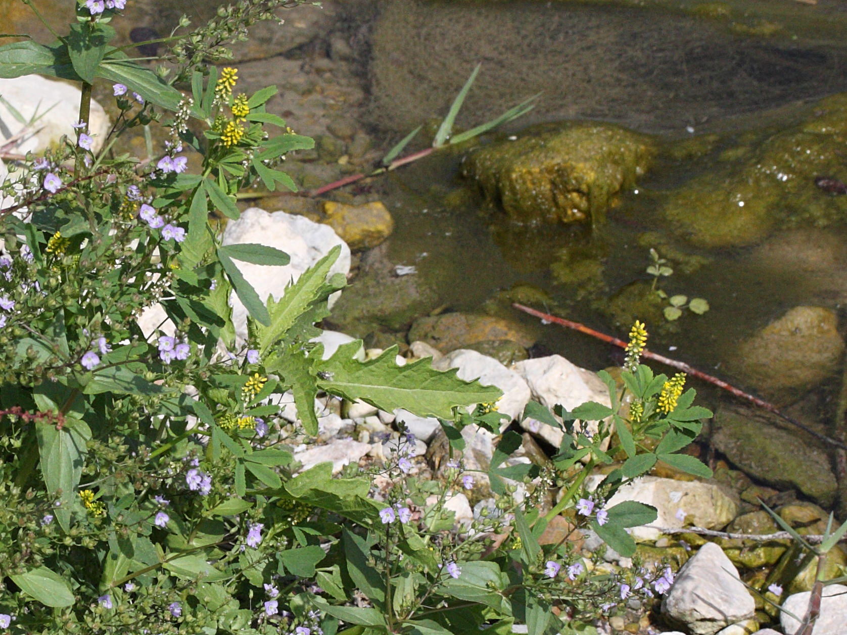 trigonella_smallii4md