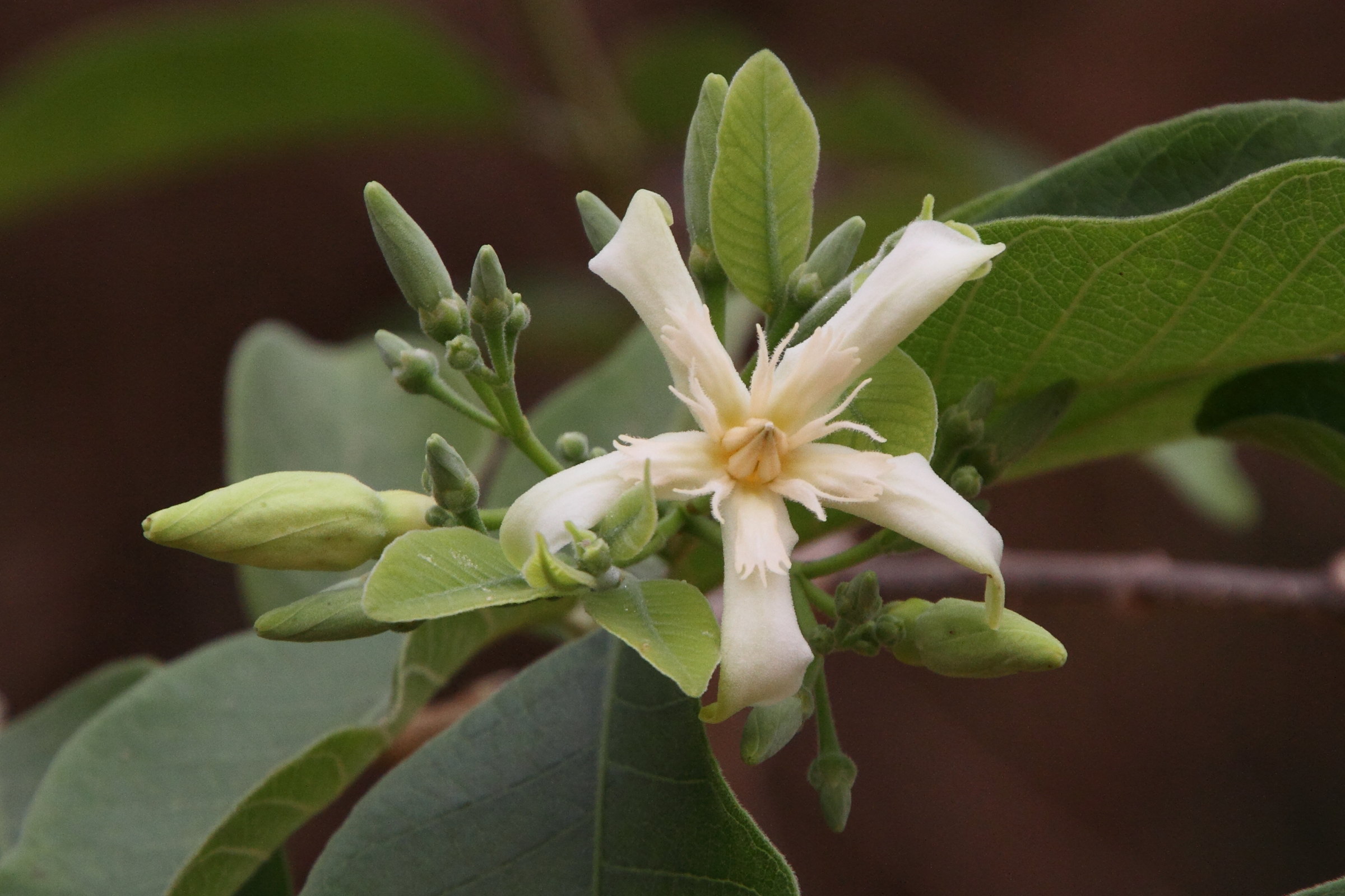 wrightia_tinctoria1md