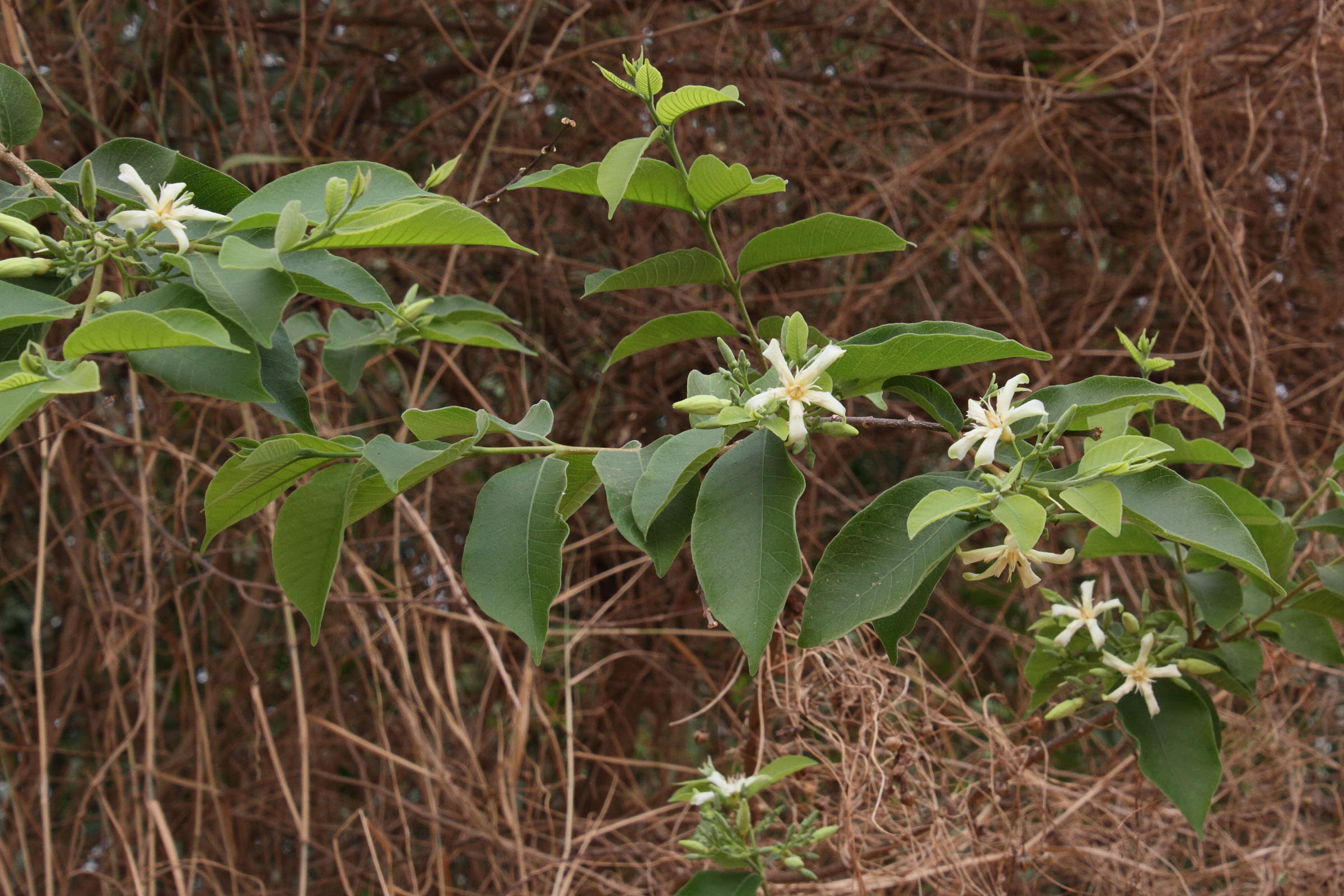 wrightia_tinctoria2md