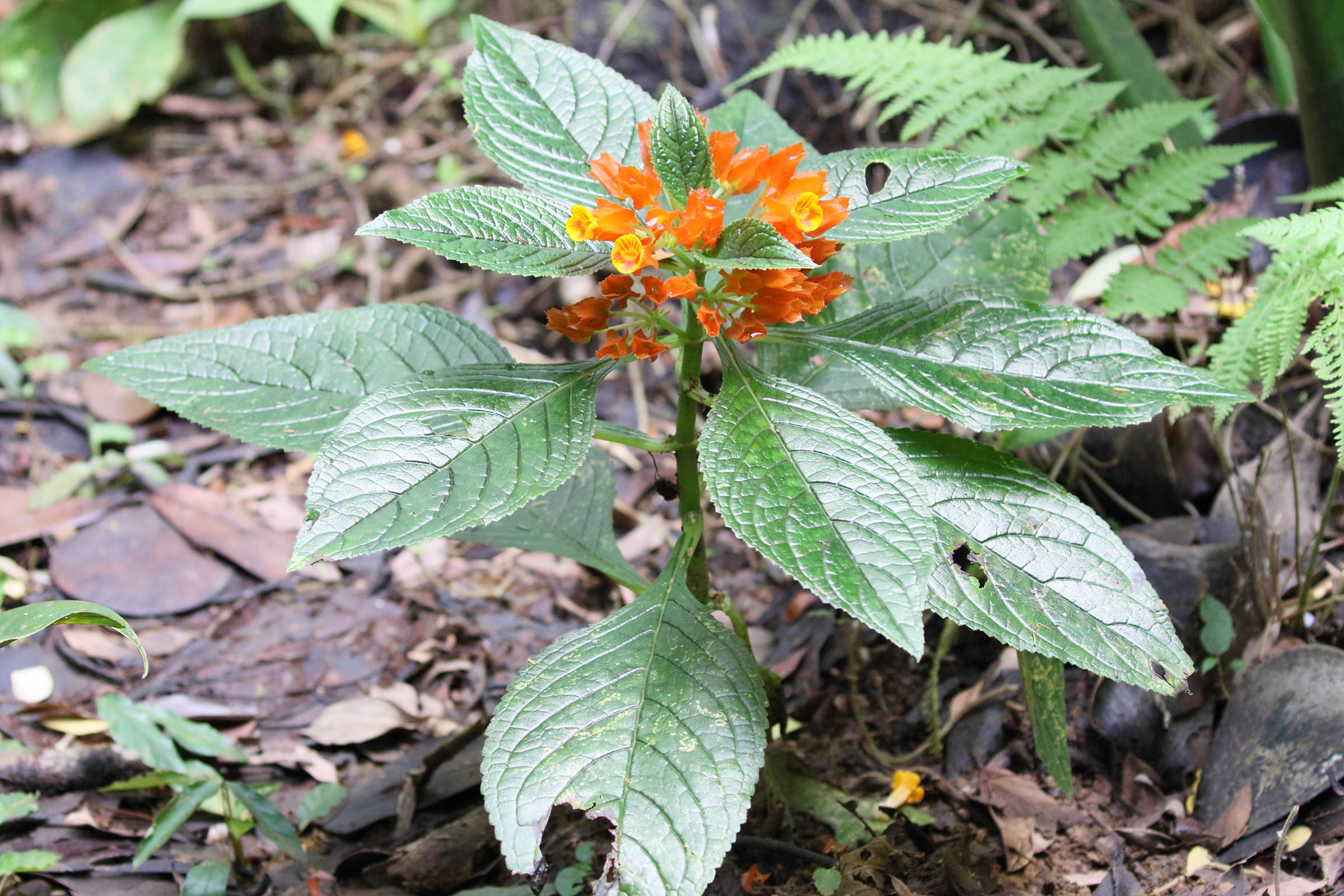 Afficher le média chrysothemis_pulchella3bd chrysothemis_pulchella3bd