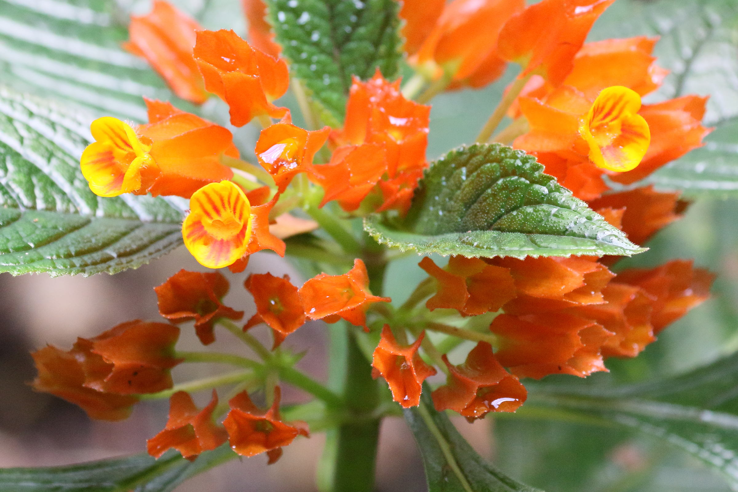 Afficher le média chrysothemis_pulchella4bd chrysothemis_pulchella4bd