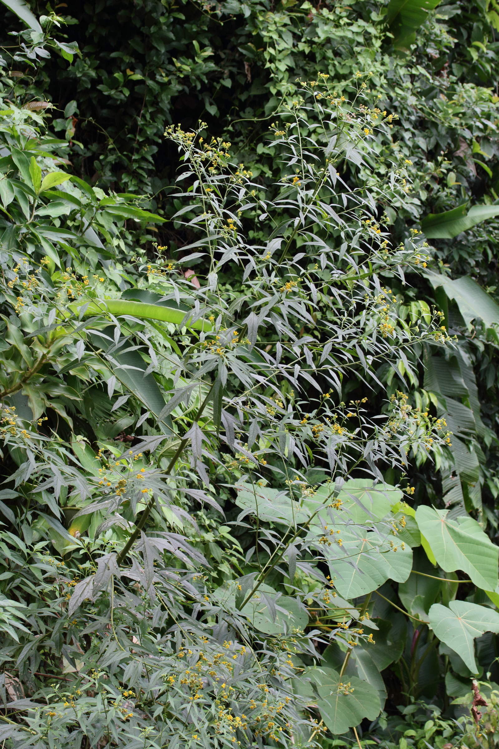 Afficher le média neurolaena_lobata4md neurolaena_lobata4md