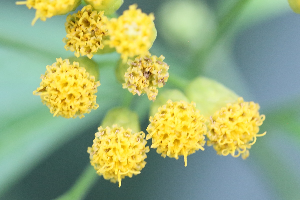 Afficher le média neurolaena_lobata5md neurolaena_lobata5md