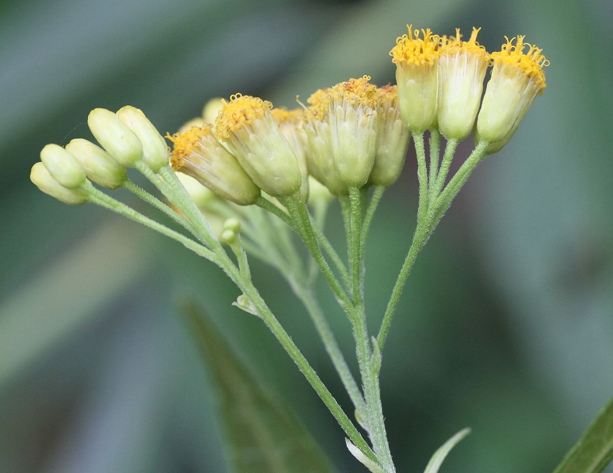 Afficher le média neurolaena_lobata6md neurolaena_lobata6md