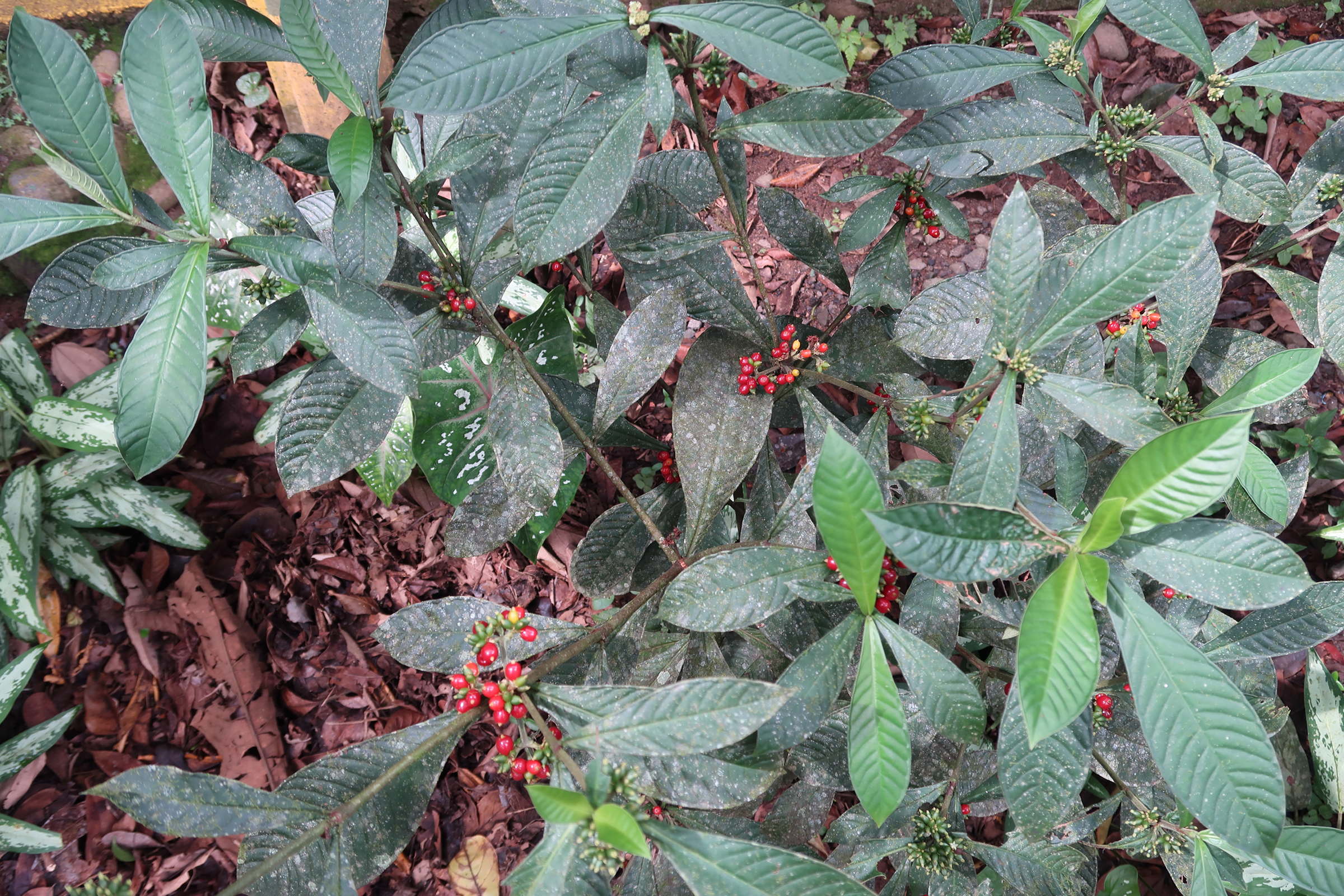 Afficher le média psychotria_psychotriifolia1md psychotria_psychotriifolia1md