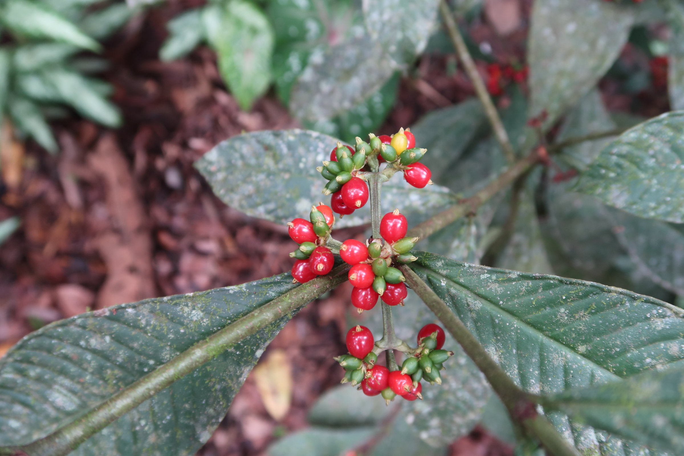 Afficher le média psychotria_psychotriifolia2md psychotria_psychotriifolia2md