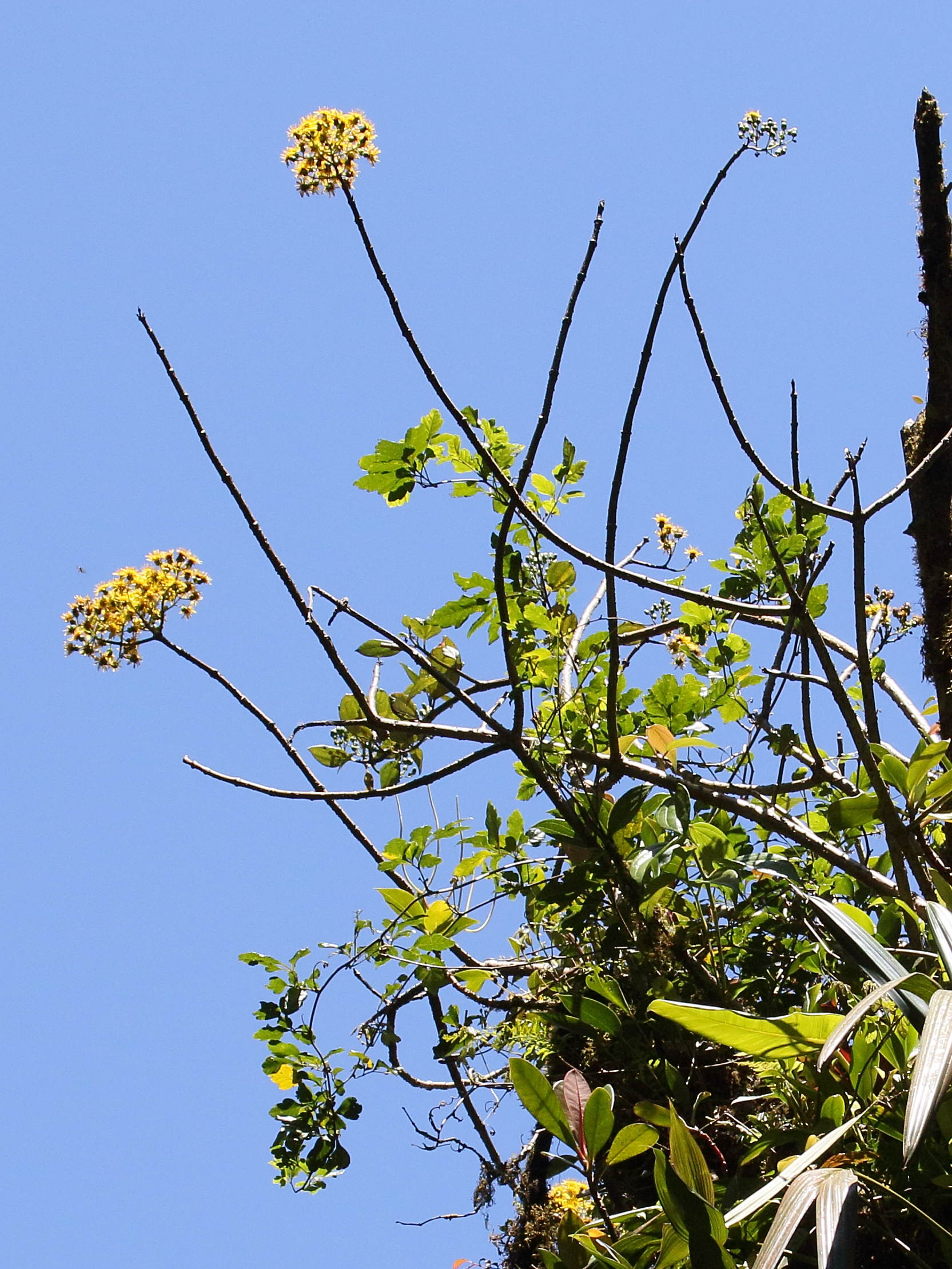 sinclairia_polyantha1bd