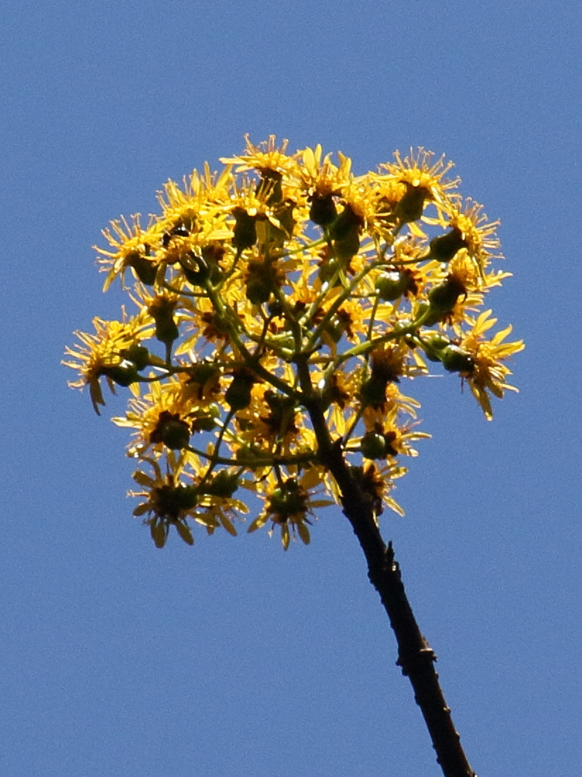 sinclairia_polyantha2bd