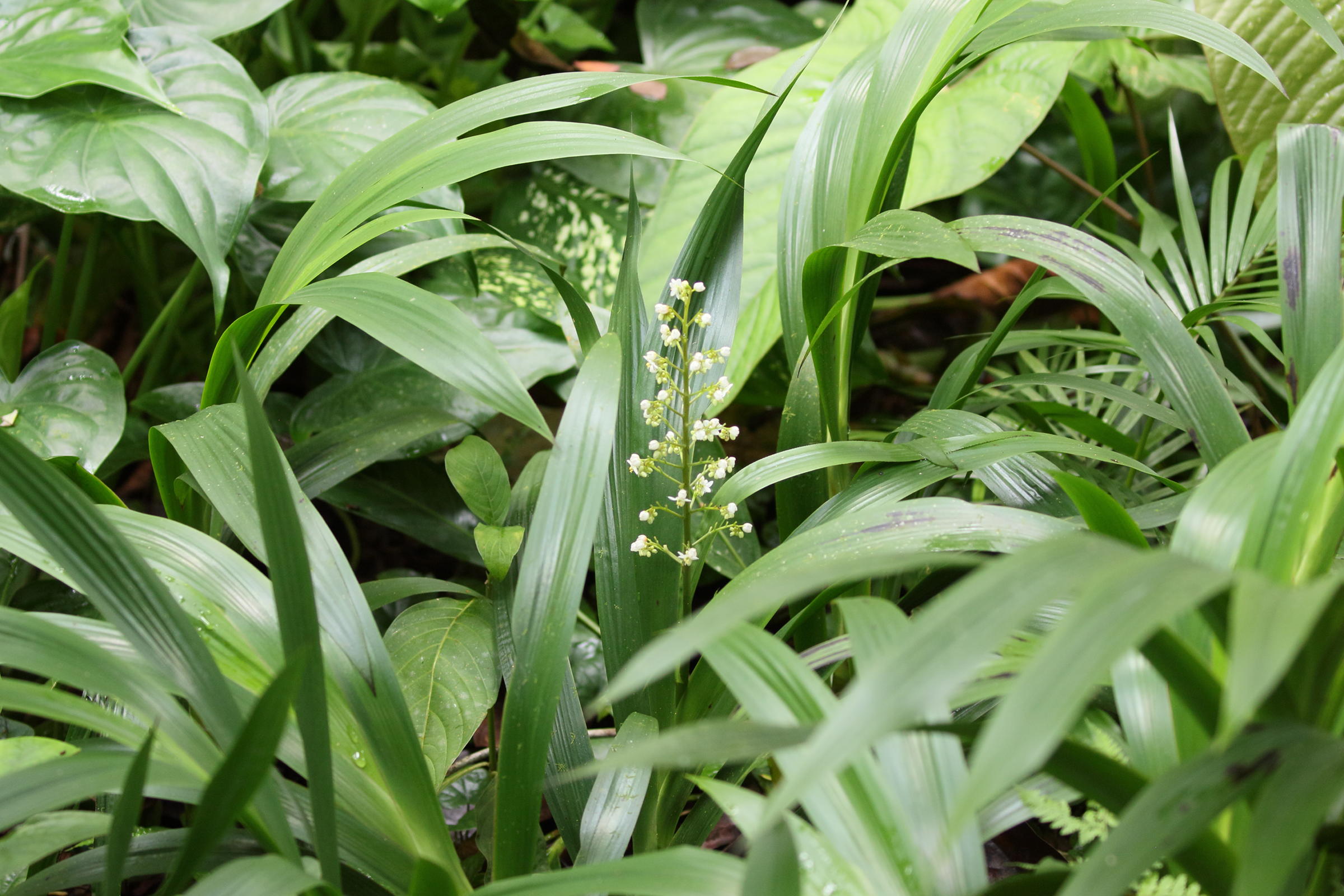 xiphidium_caeruleum1bd